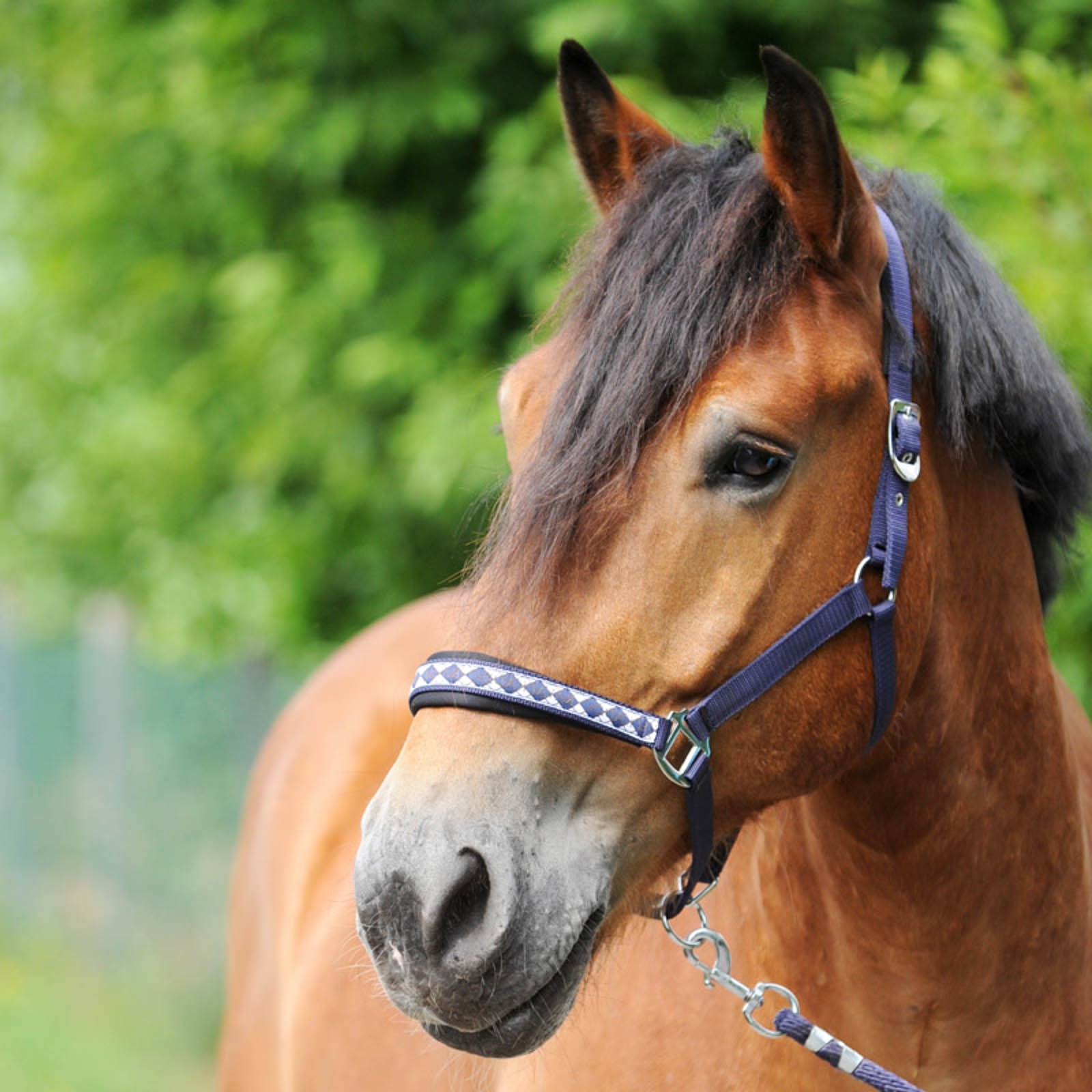 Kavalkade Draft Horse Classic riimu Riimut & riimunnarut