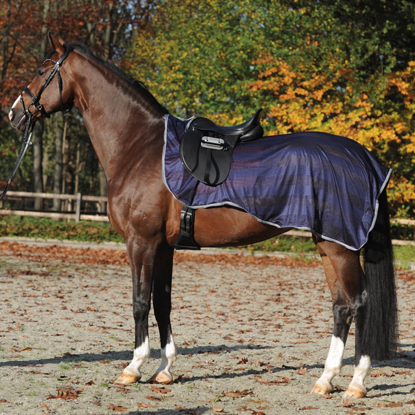 Kavalkade Fly Exercise Sheet Horse Rugs