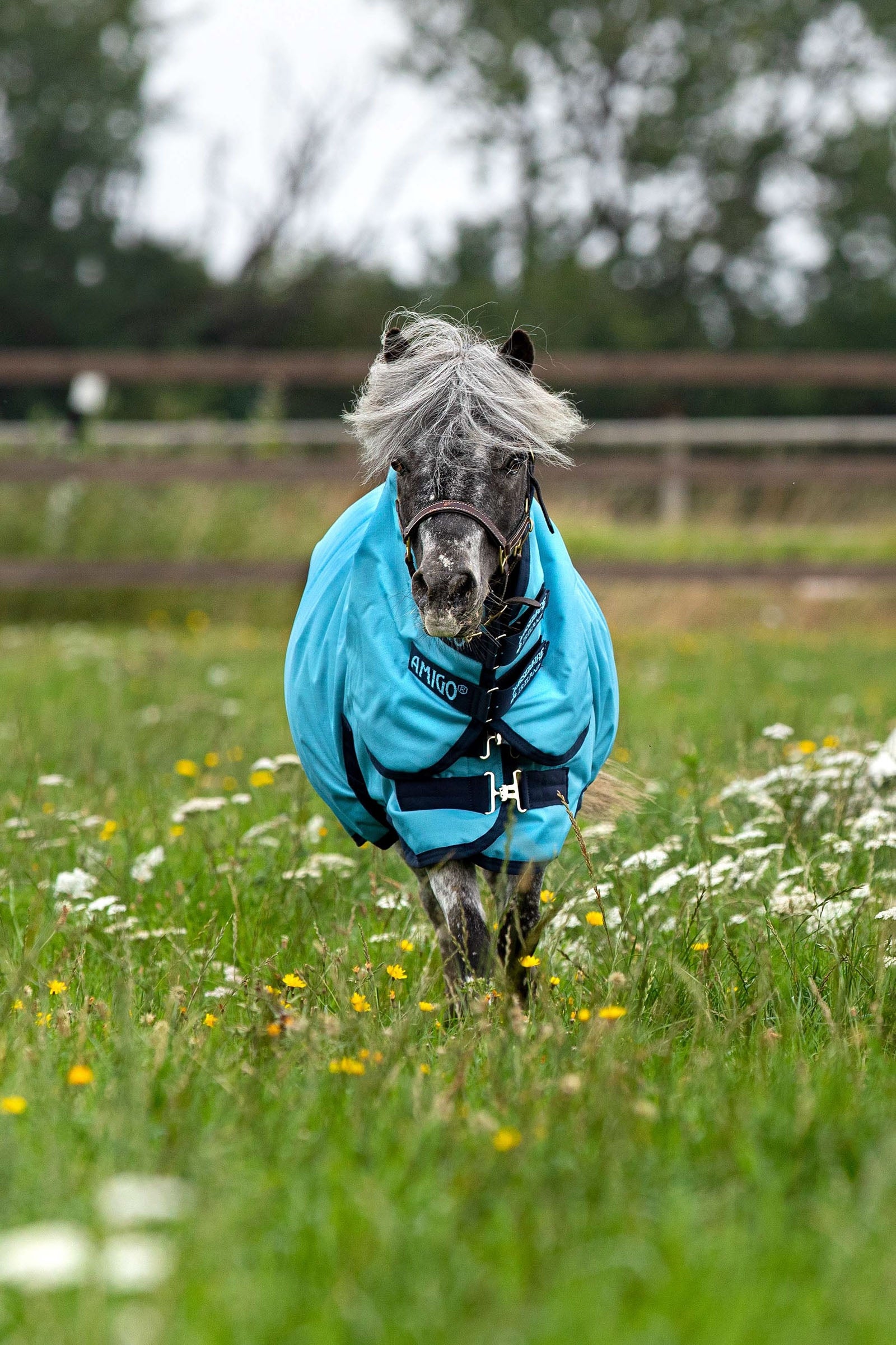 Horseware Amigo Hero 6 Petite Plus Turnout incl. Detachable Hood, 0g Horse Rugs