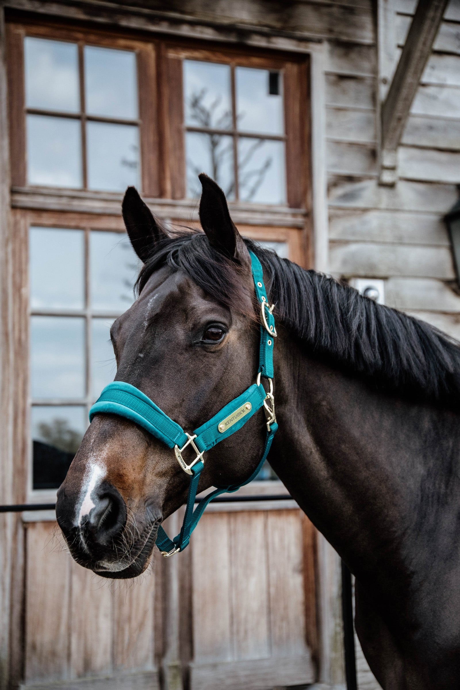 Kentucky Horsewear Velvet riimu Riimut & riimunnarut
