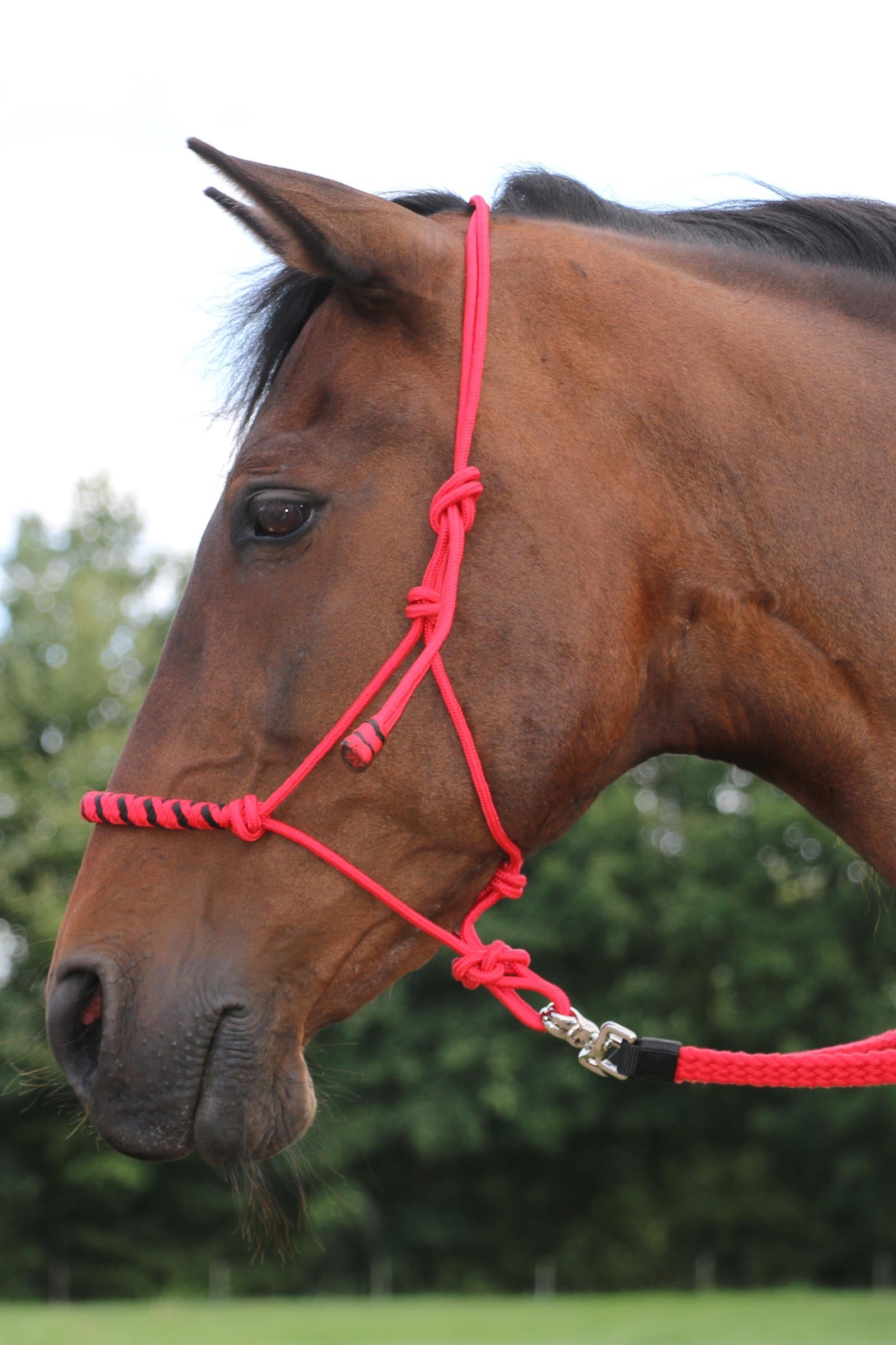 F.R.A. Freedom Riding Articles Gabi Flat Woven Cotton Reins Bridles & Reins