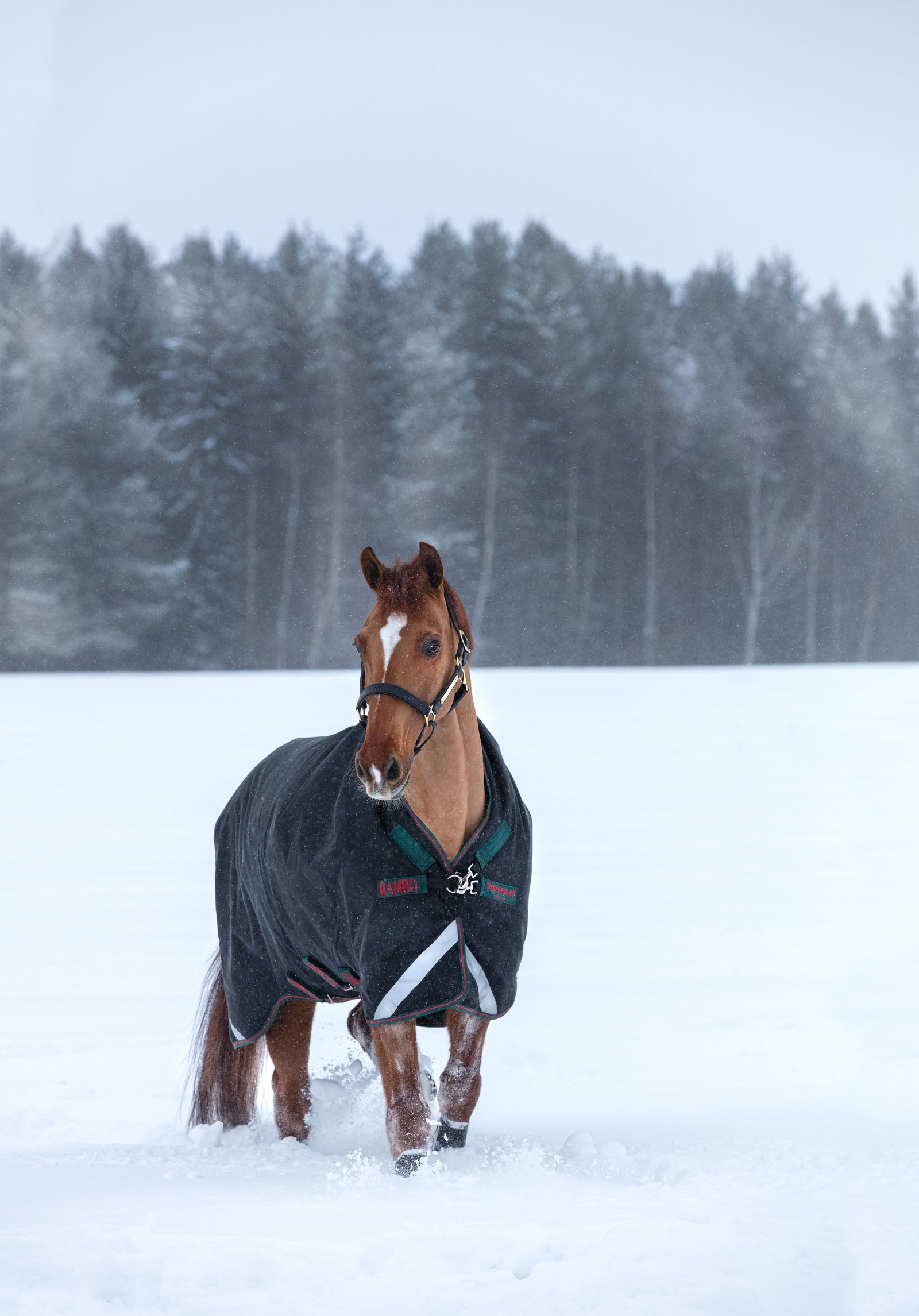 Horseware Rambo Wug paksu ulkoloimi, 400 g Loimet