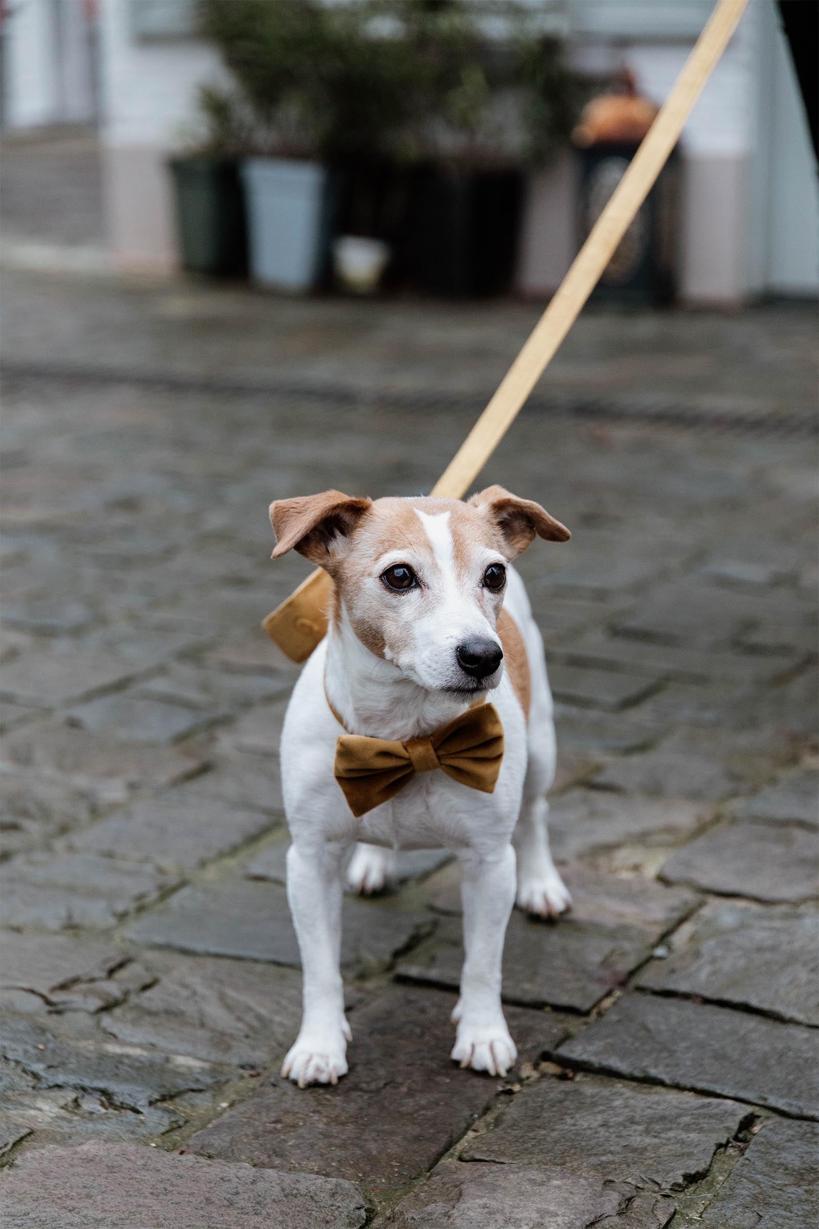 Kentucky Dogwear Velvet Bow Tie Dog Accesories