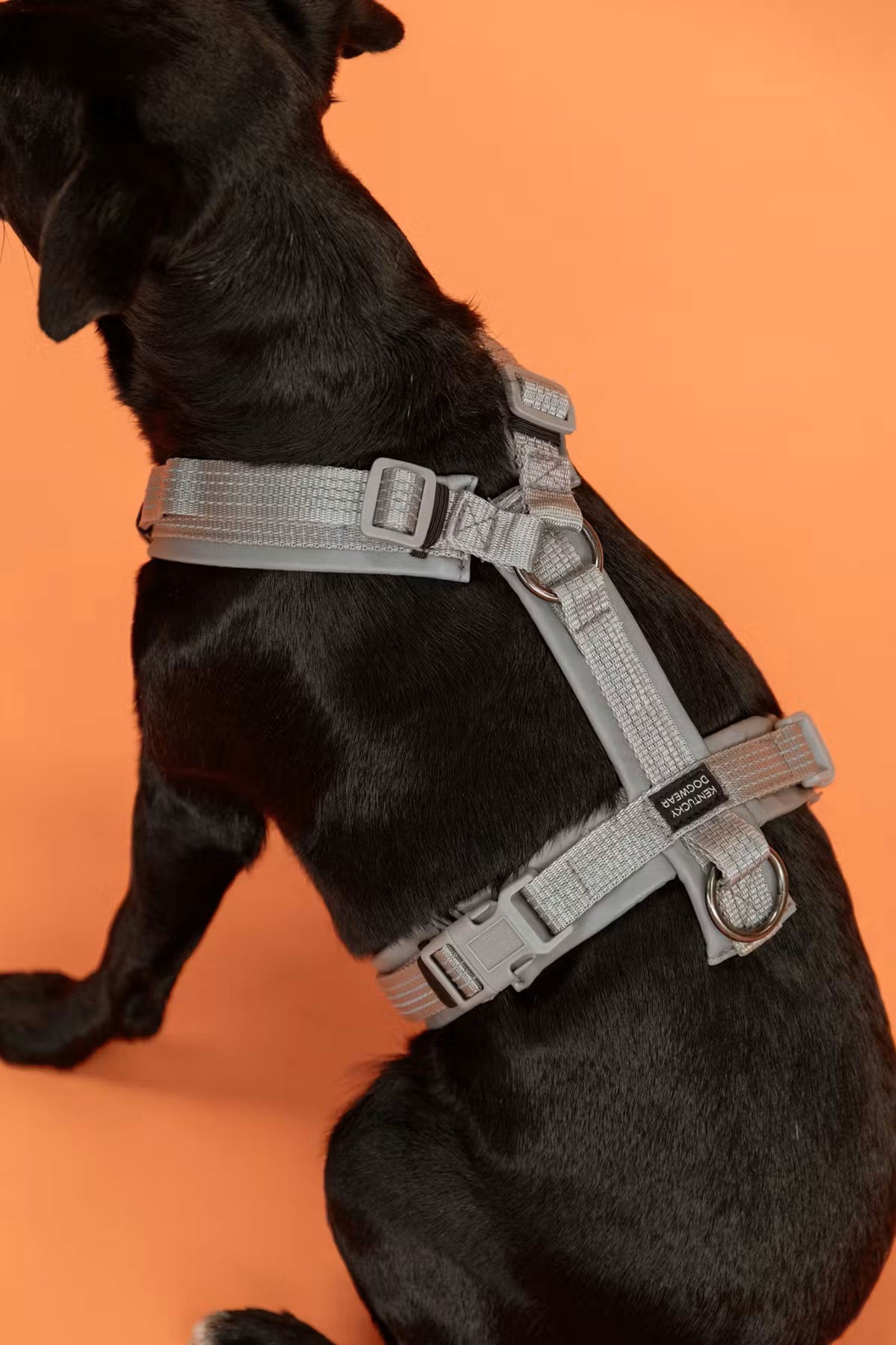 Kentucky Dogwear Active Reflective Dog Harness Dog Accesories