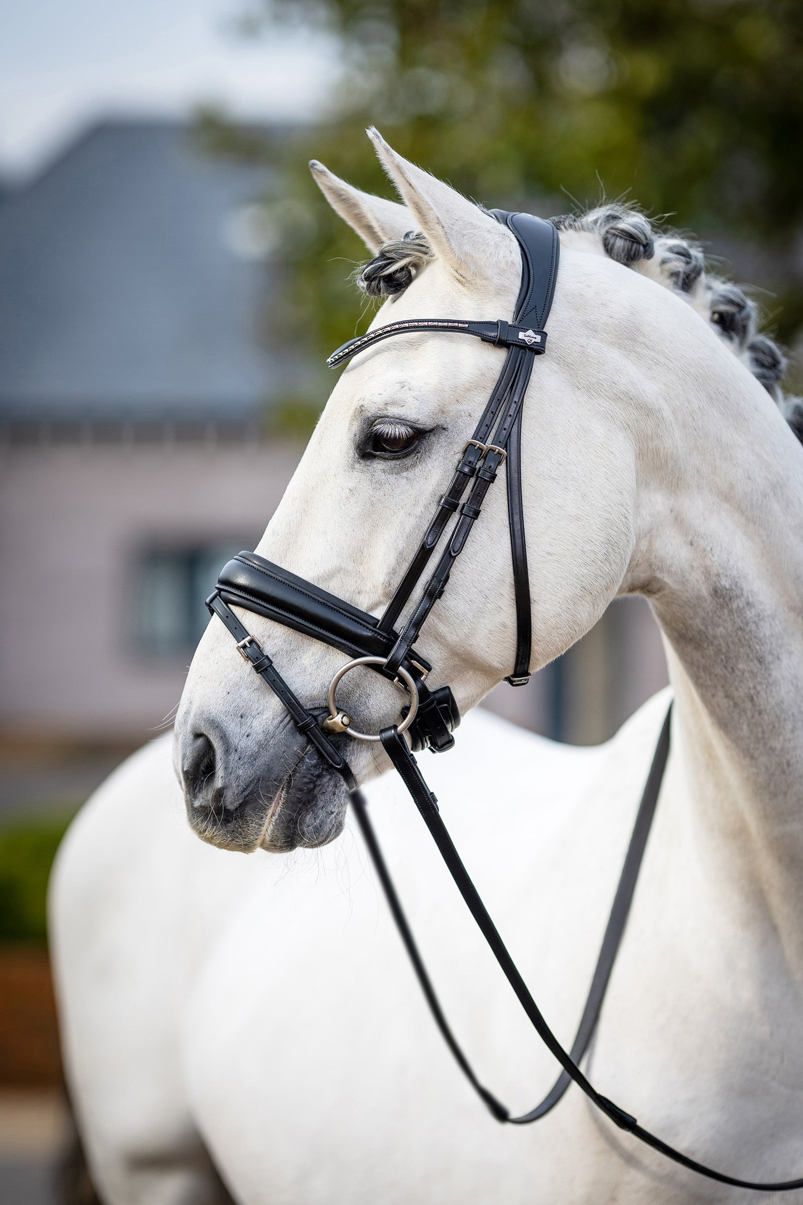 LeMieux Kudos Classic Dressage Bridle Suitset & Ohjat