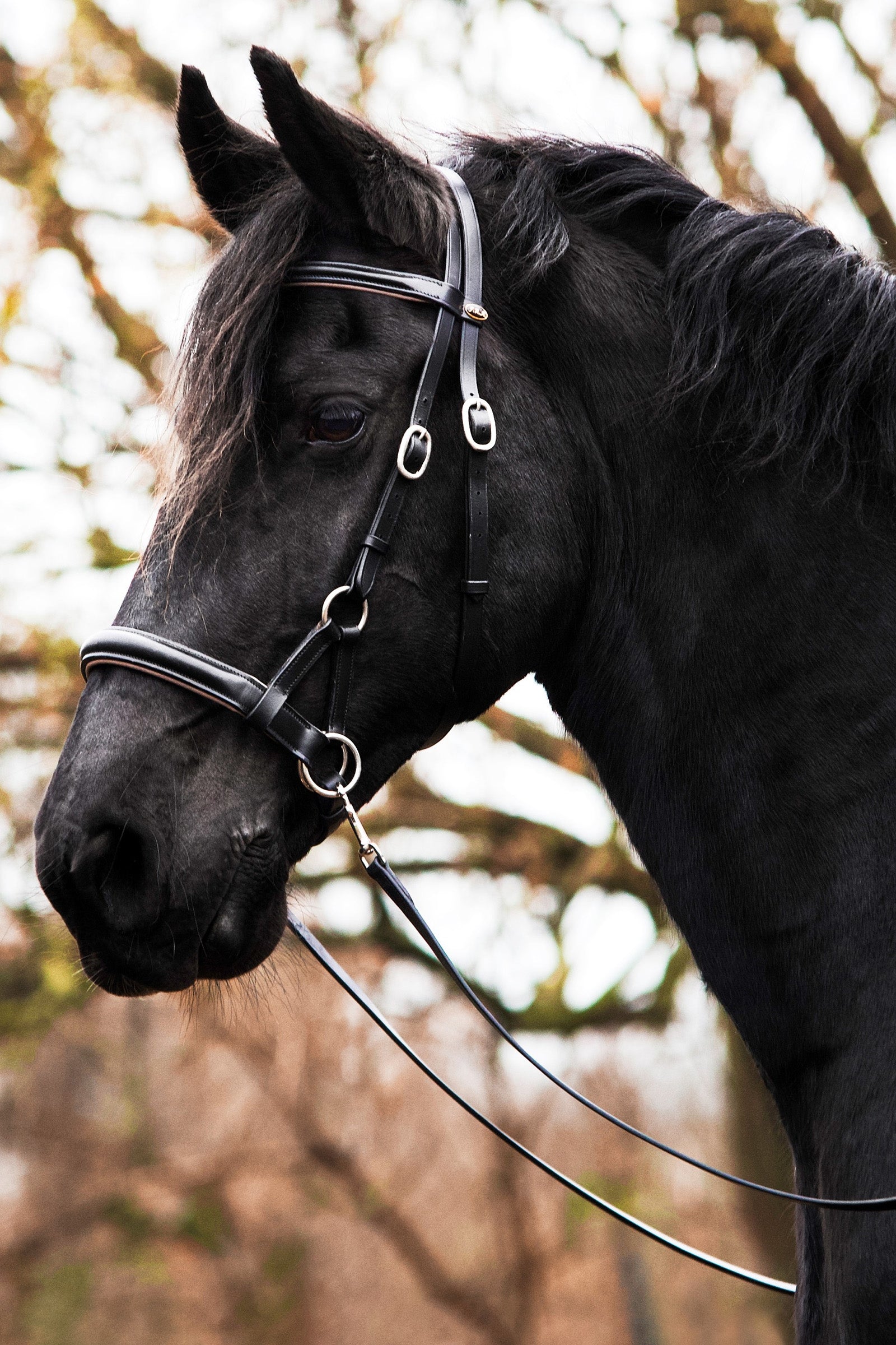 F.R.A. Freedom Riding Articles Pardoes de Luxe Sidepull With Reins (System 3) Bridles & Reins