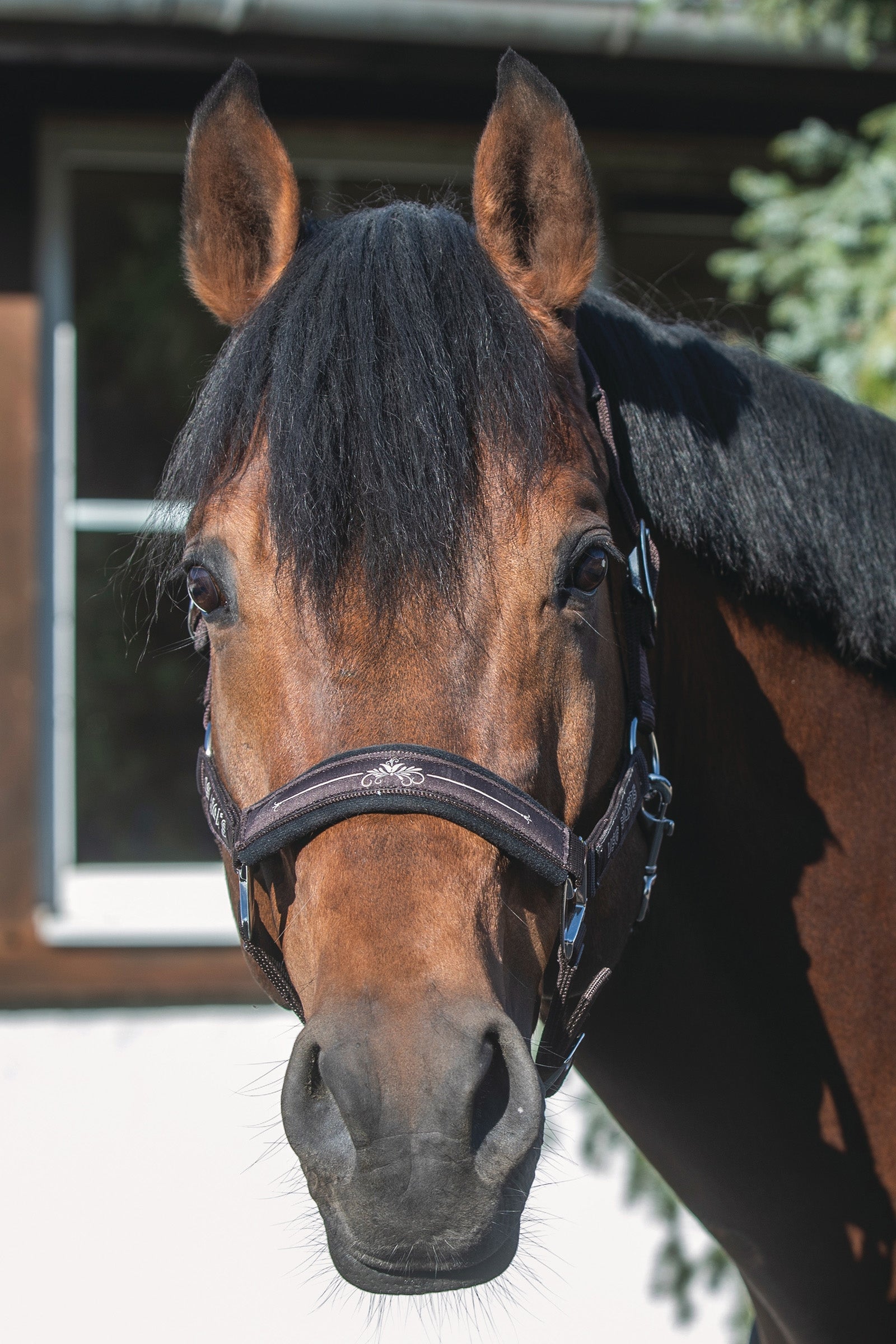 USG Rosi Halter Riimut & riimunnarut