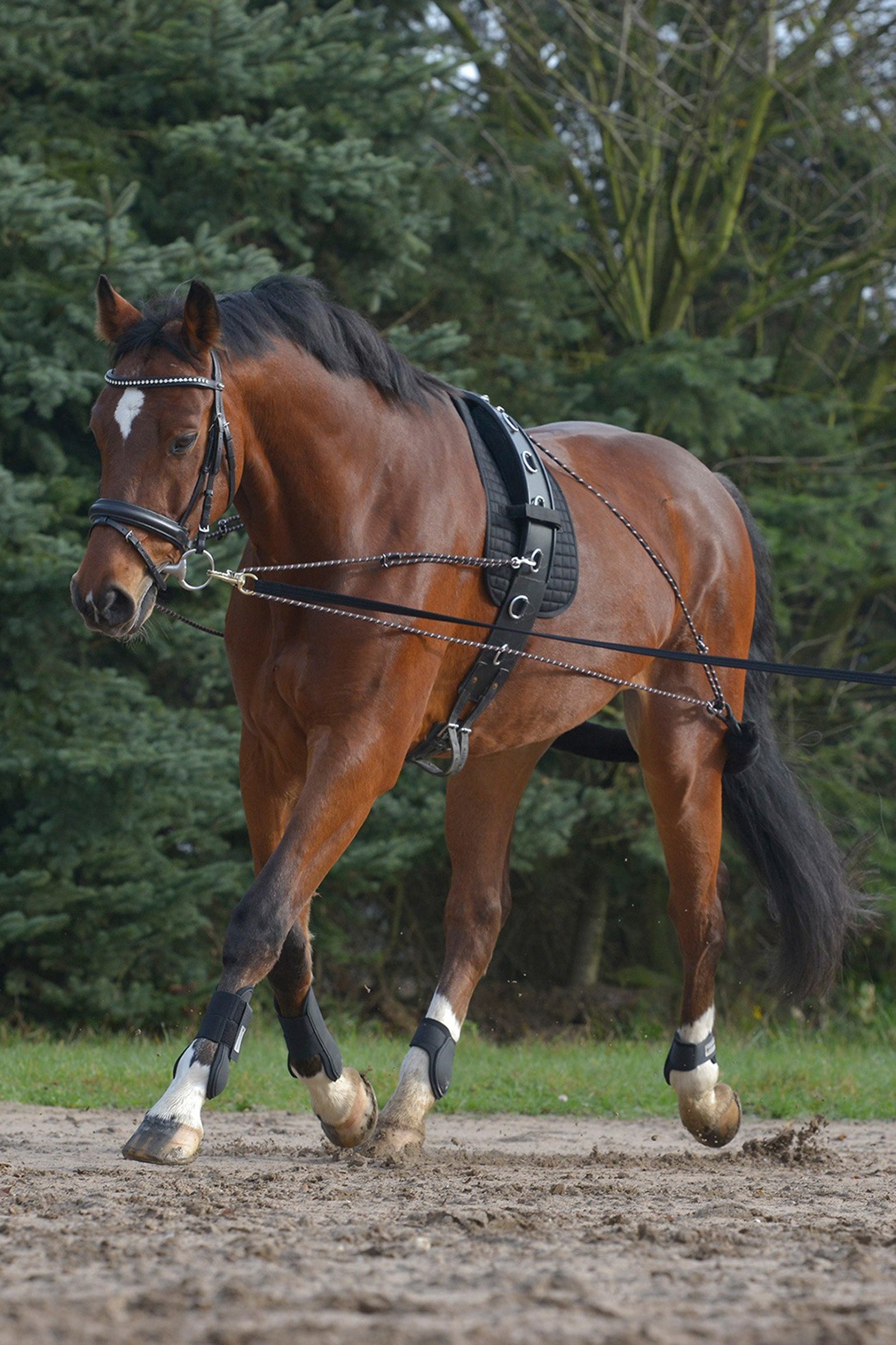 Waldhausen Lunging System Juoksutus & ohjasajo