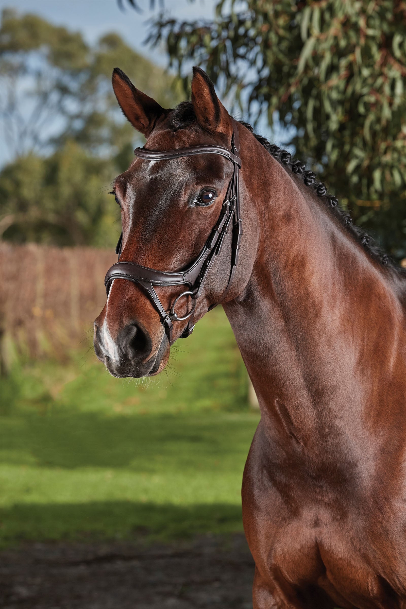 Collegiate Comfitec Vogue anatomisch gevormd hoofdstel Suitset & Ohjat