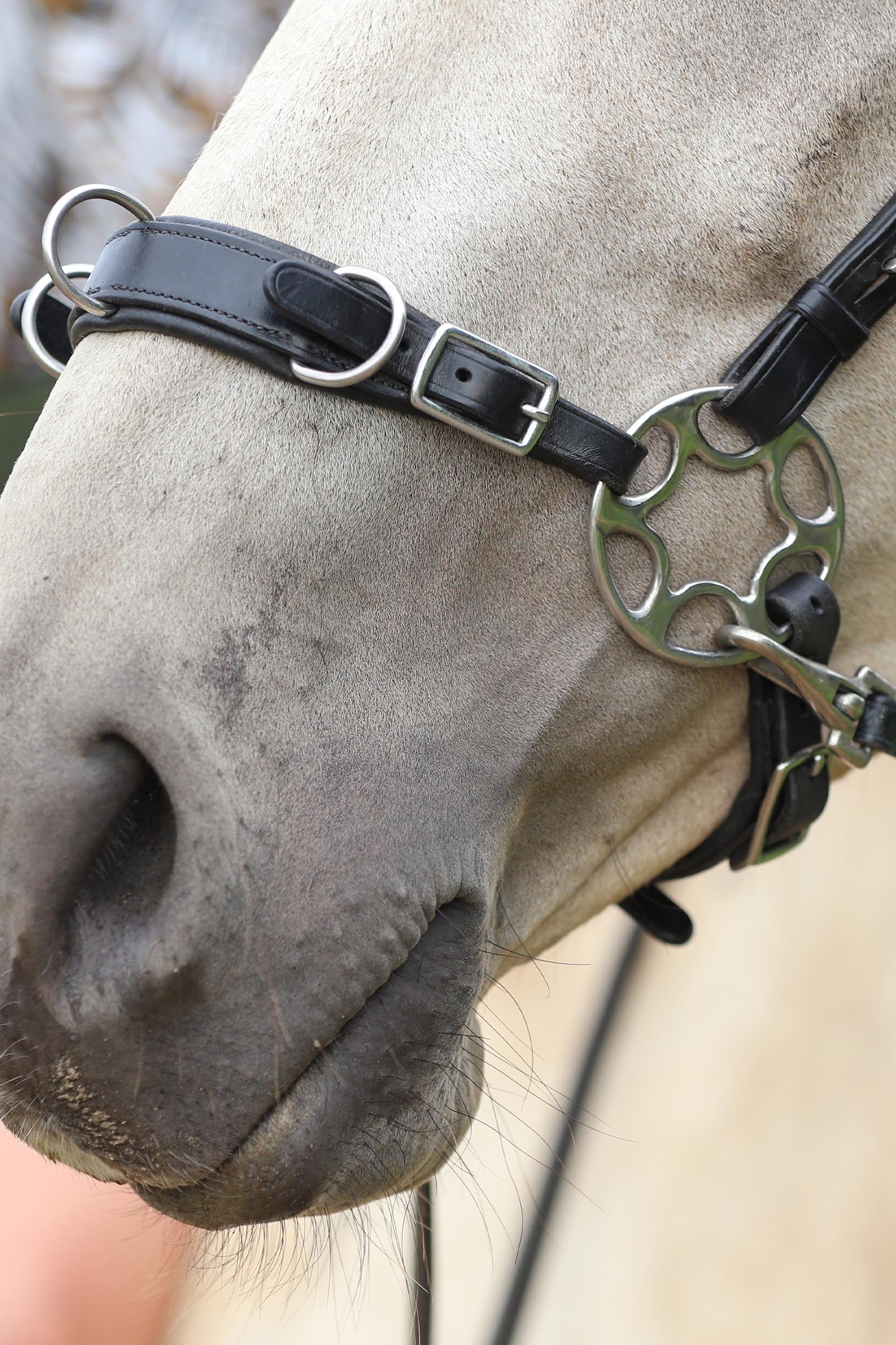 F.R.A. Freedom Riding Articles Caval Cavemore Noseband English Leather (Syst.2) w/ Scissors Bridles & Reins
