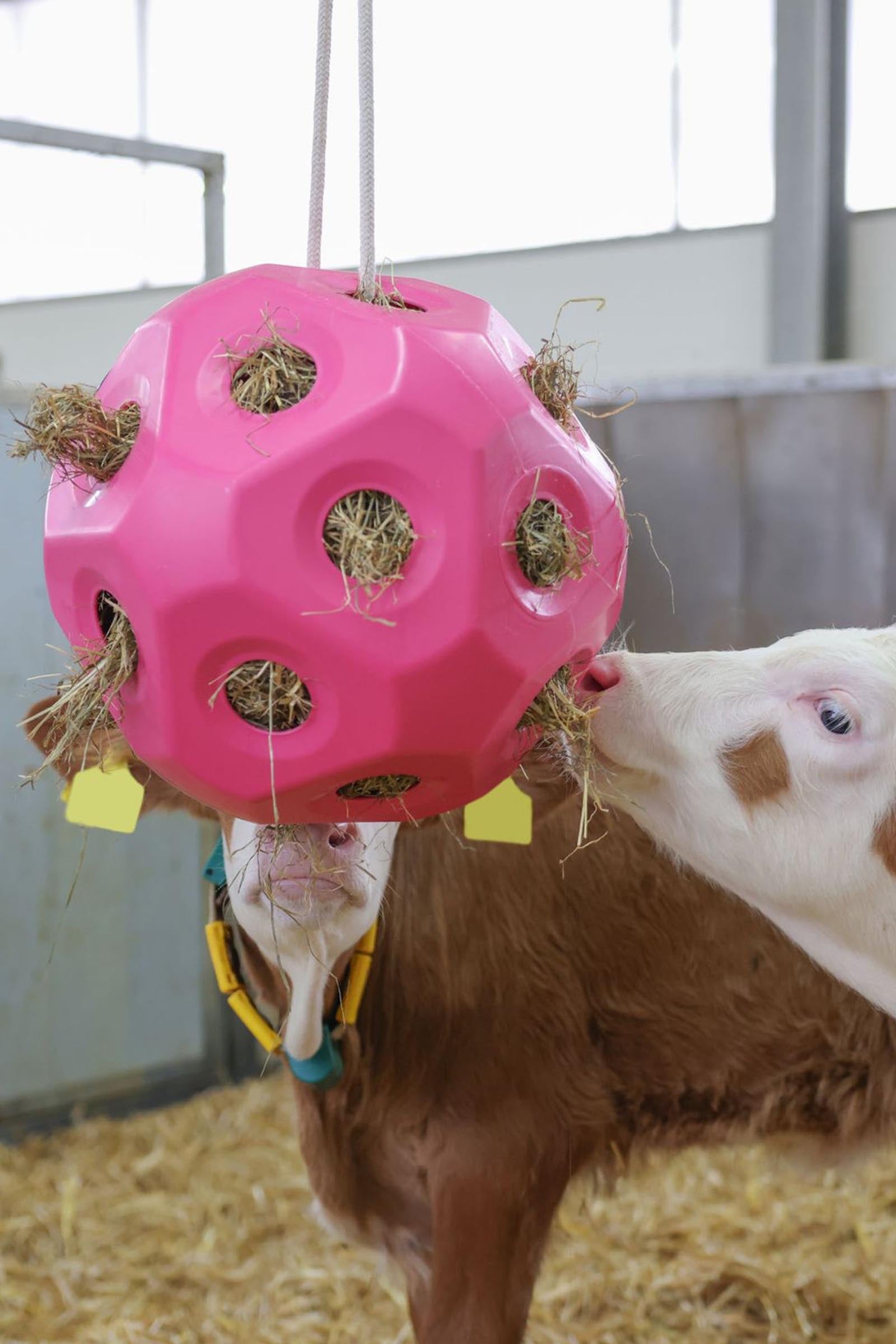 Kerbl Feed Play Ball (For 3kg Hay) Horse Feeders & Waterers