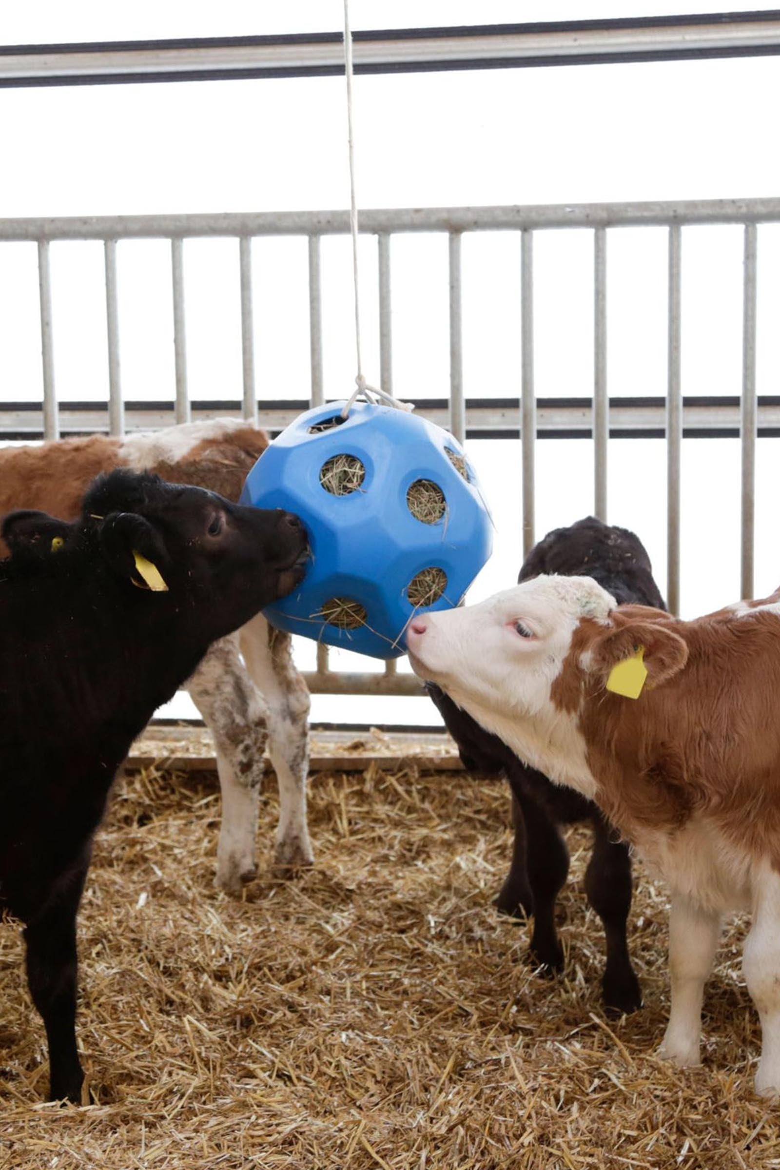 Kerbl Feed Play Ball (For 3kg Hay) Horse Feeders & Waterers