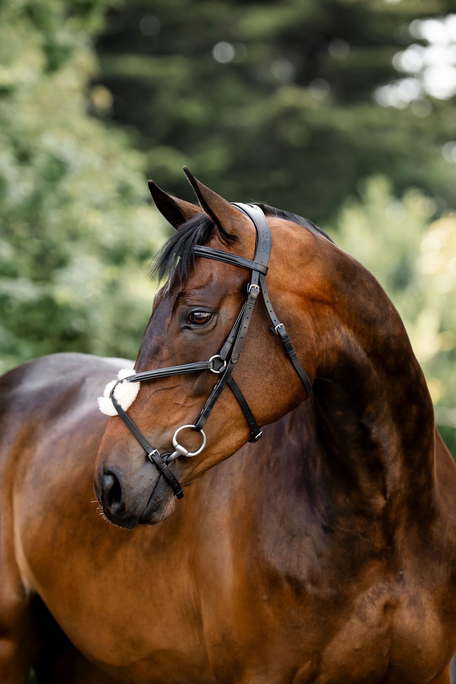 Horseware suitset kahdeksikkoturparemmillä Suitset & Ohjat