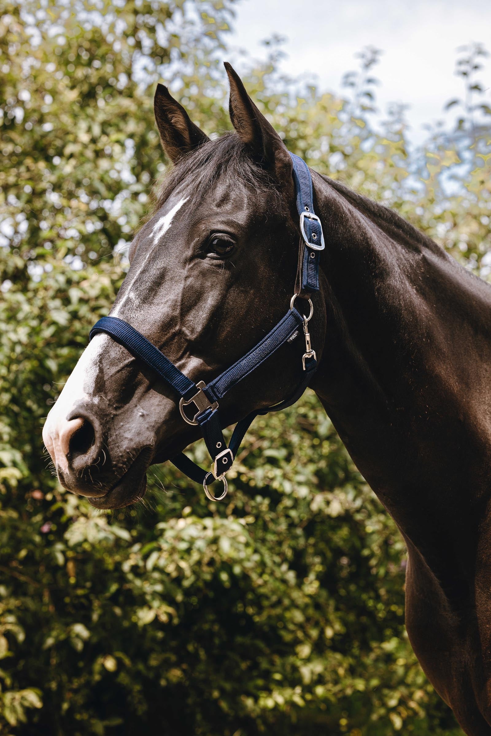 EQUITHÈME Protector Nylon Halter Halters & Leads