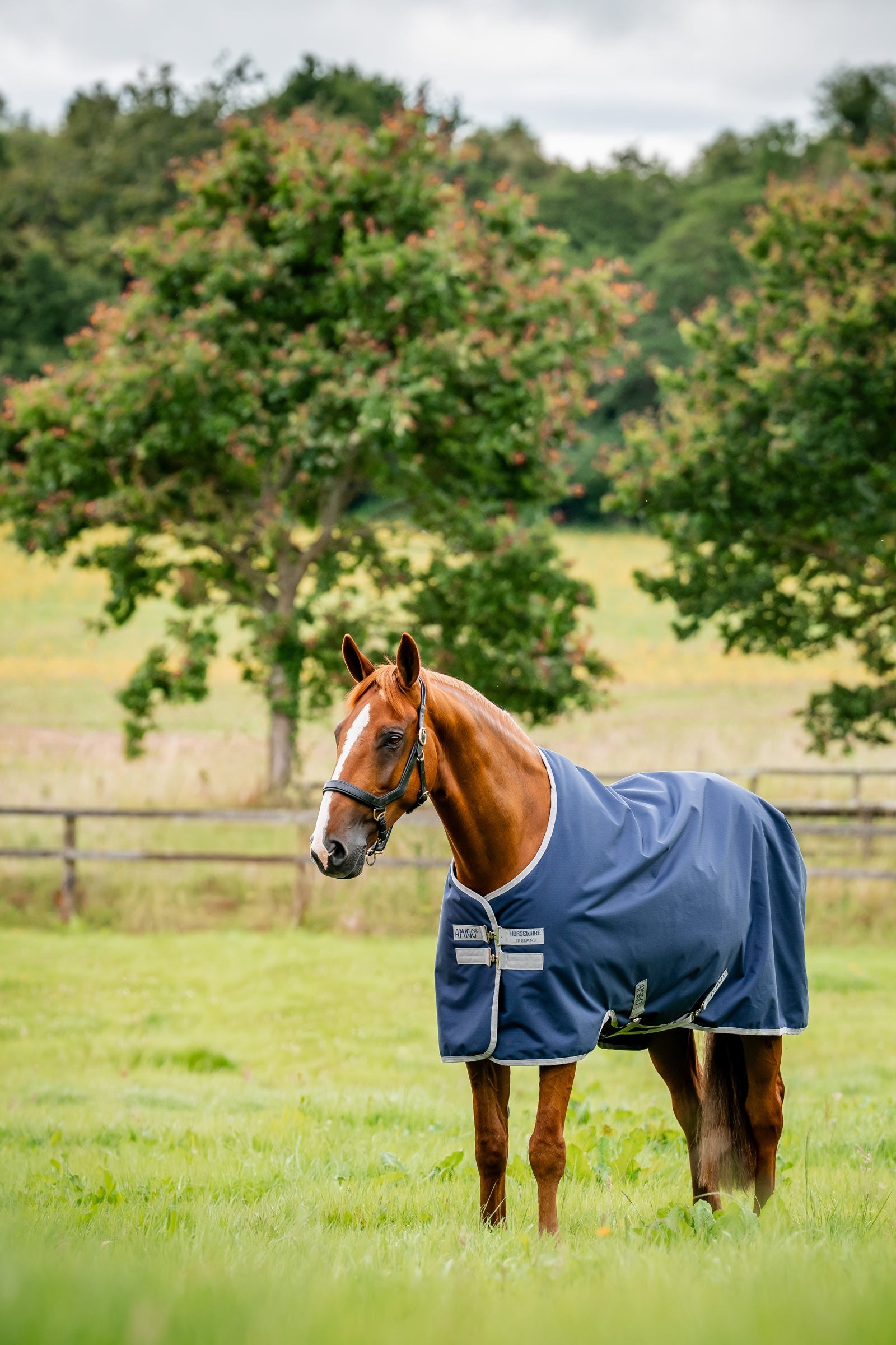 Horseware Amigo Ripstop 900D Turnout Rug, 200 g Horse Rugs