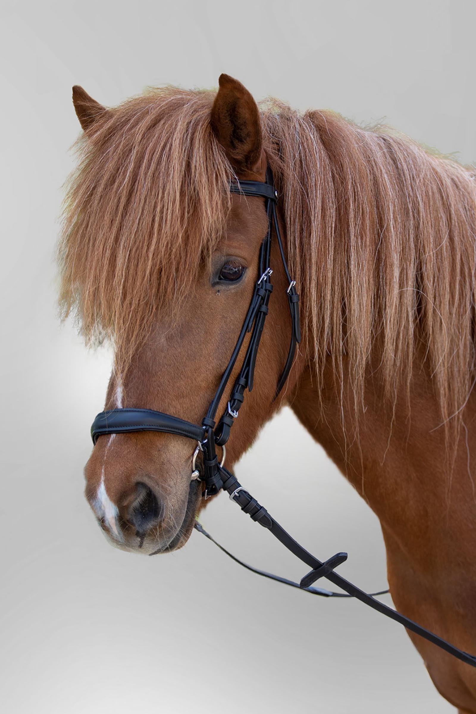 Star Bridle With Hannover Drop Noseband Bridles & Reins