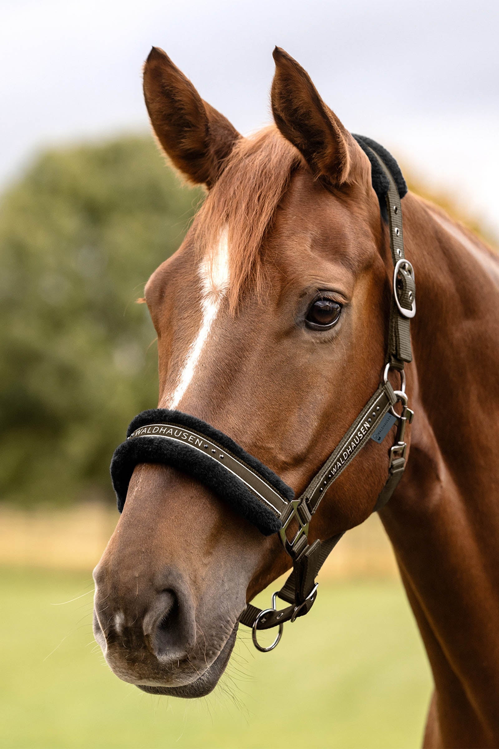 Waldhausen Elegant Halter Halters & Leads