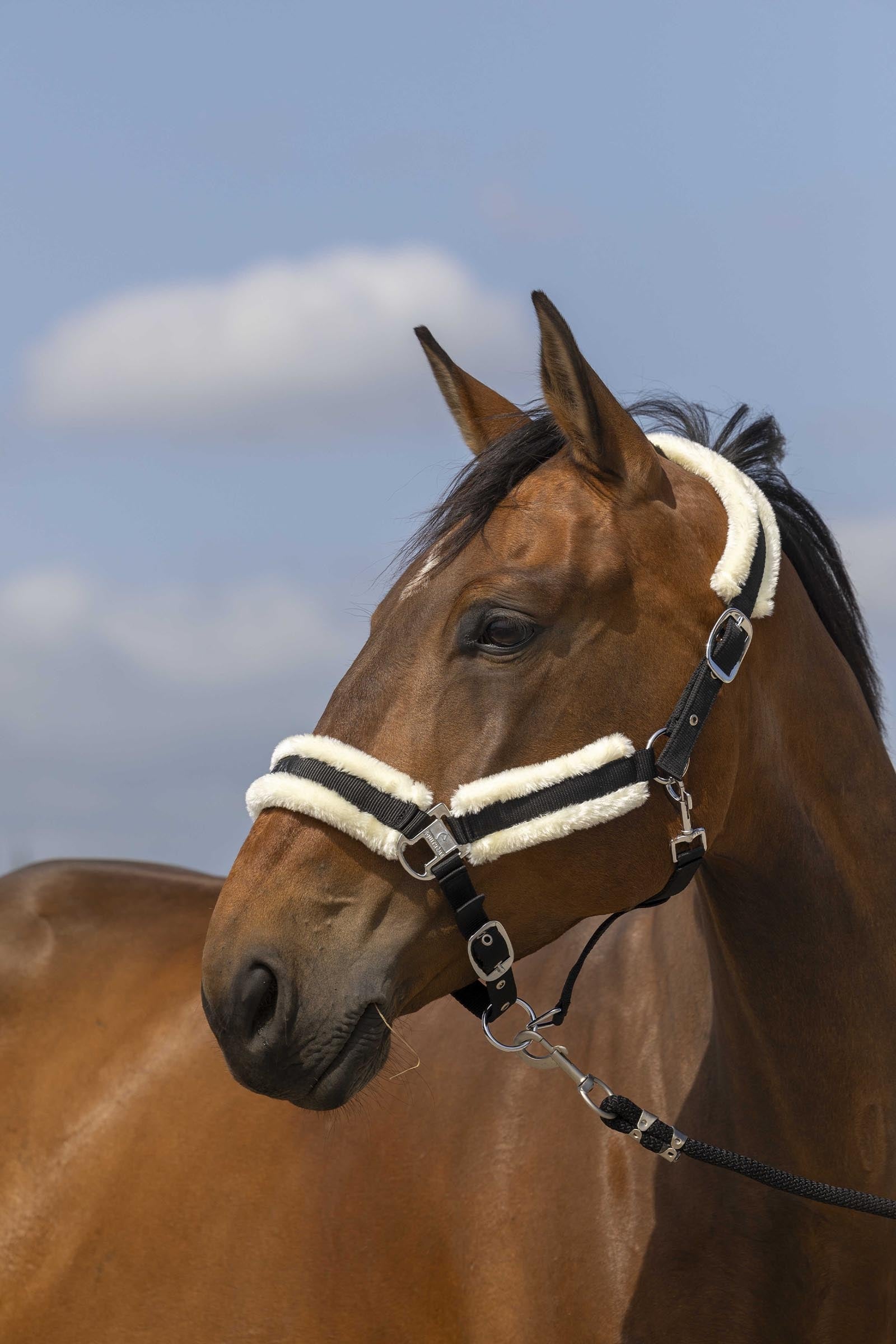 EQUITHÈME Nylon Mouton riimu Riimut & riimunnarut