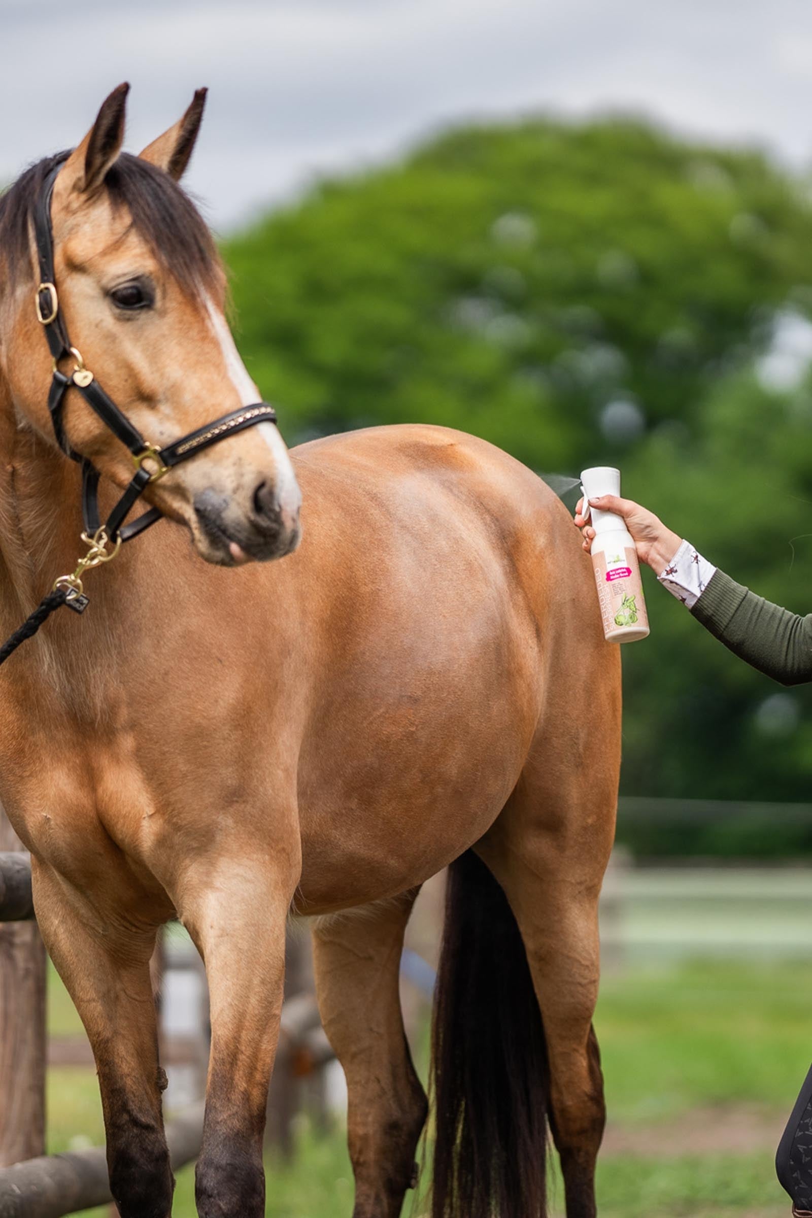 Bense & Eicke Superfresh HorseDeo, 500 ml Antifly Protection for Horses