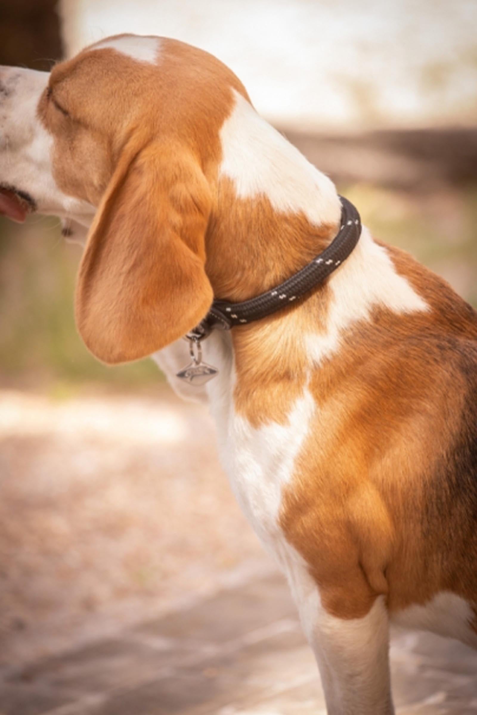 PENELOPE Billie Dog Collar Dog Accesories