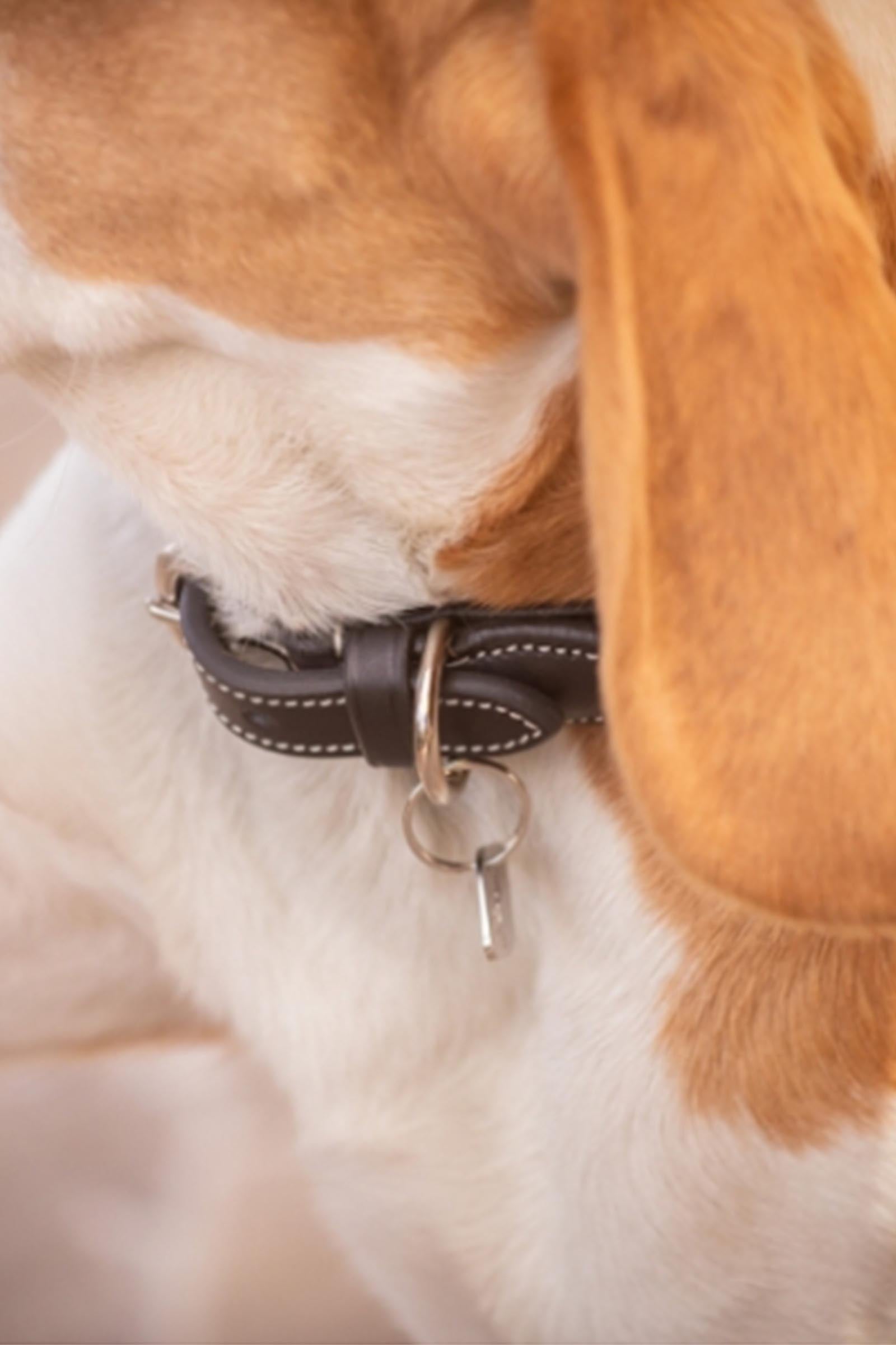PENELOPE Billie Dog Collar Dog Accesories