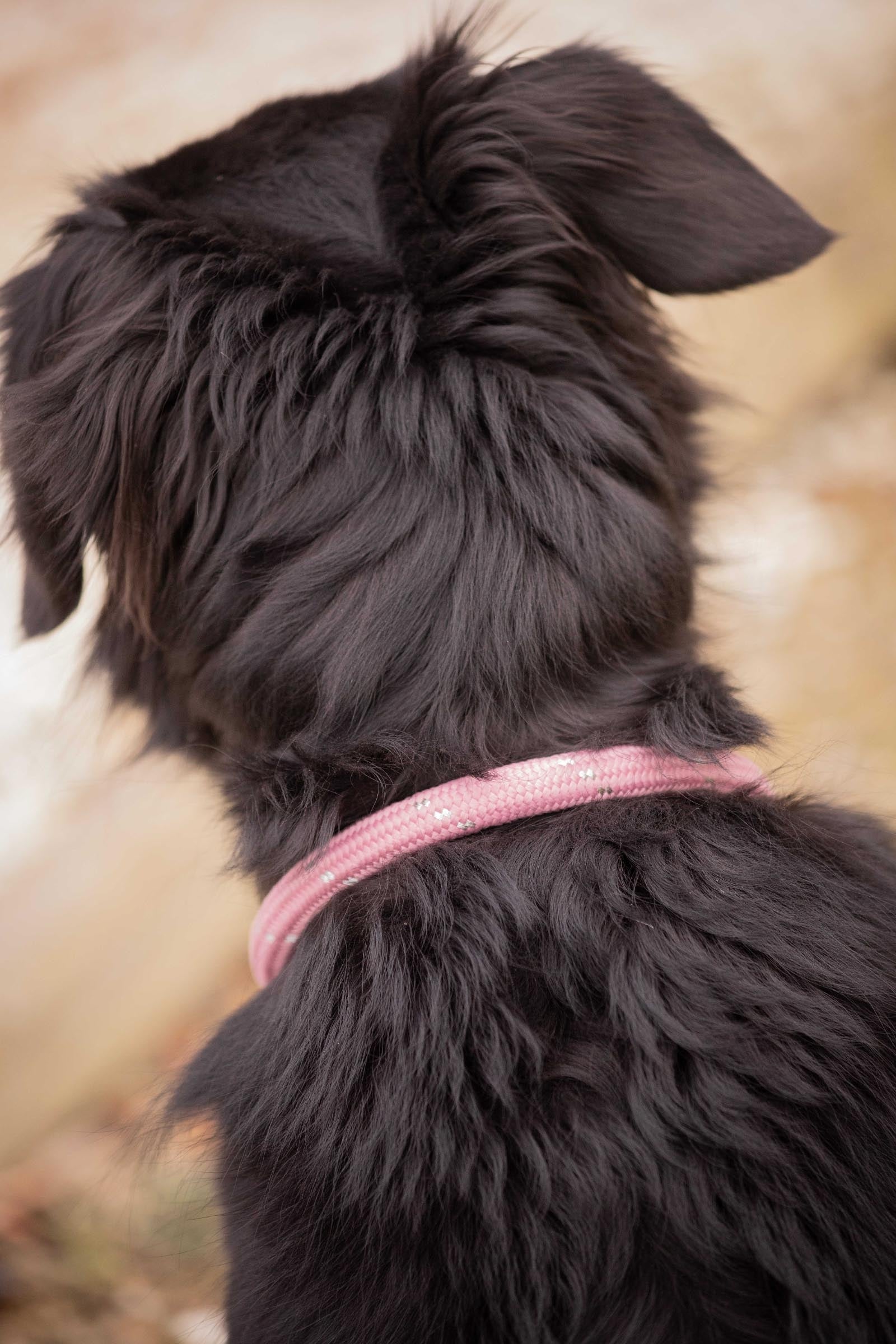 PENELOPE Billie Dog Collar Dog Accesories