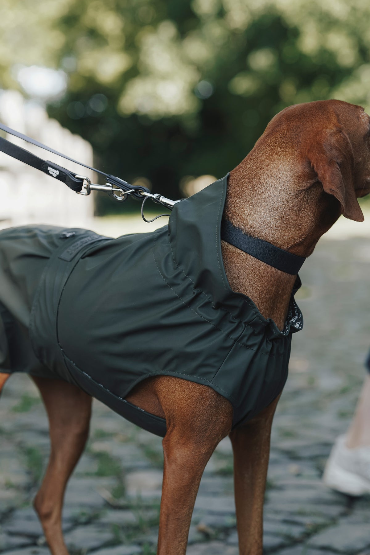 Eskadron Hunter x ESKADRON SPARK Dog Collar Dog Accesories