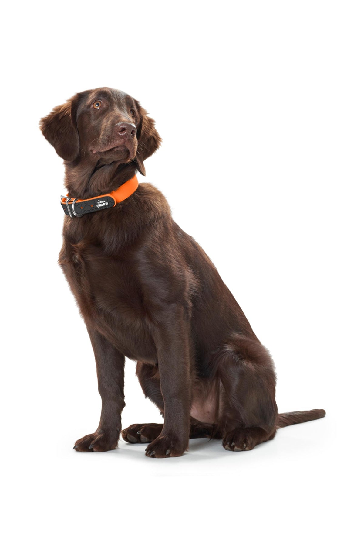 Eskadron SPARK Dog Collar Dog Accesories
