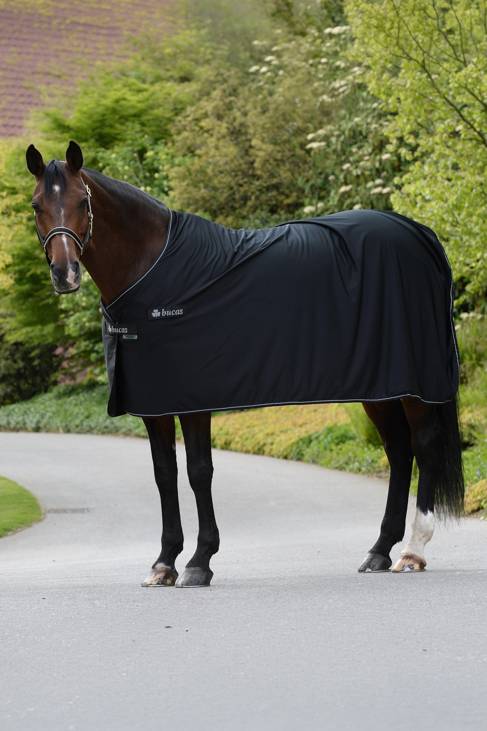 Bucas Panel Prize Cooler Horse Rugs