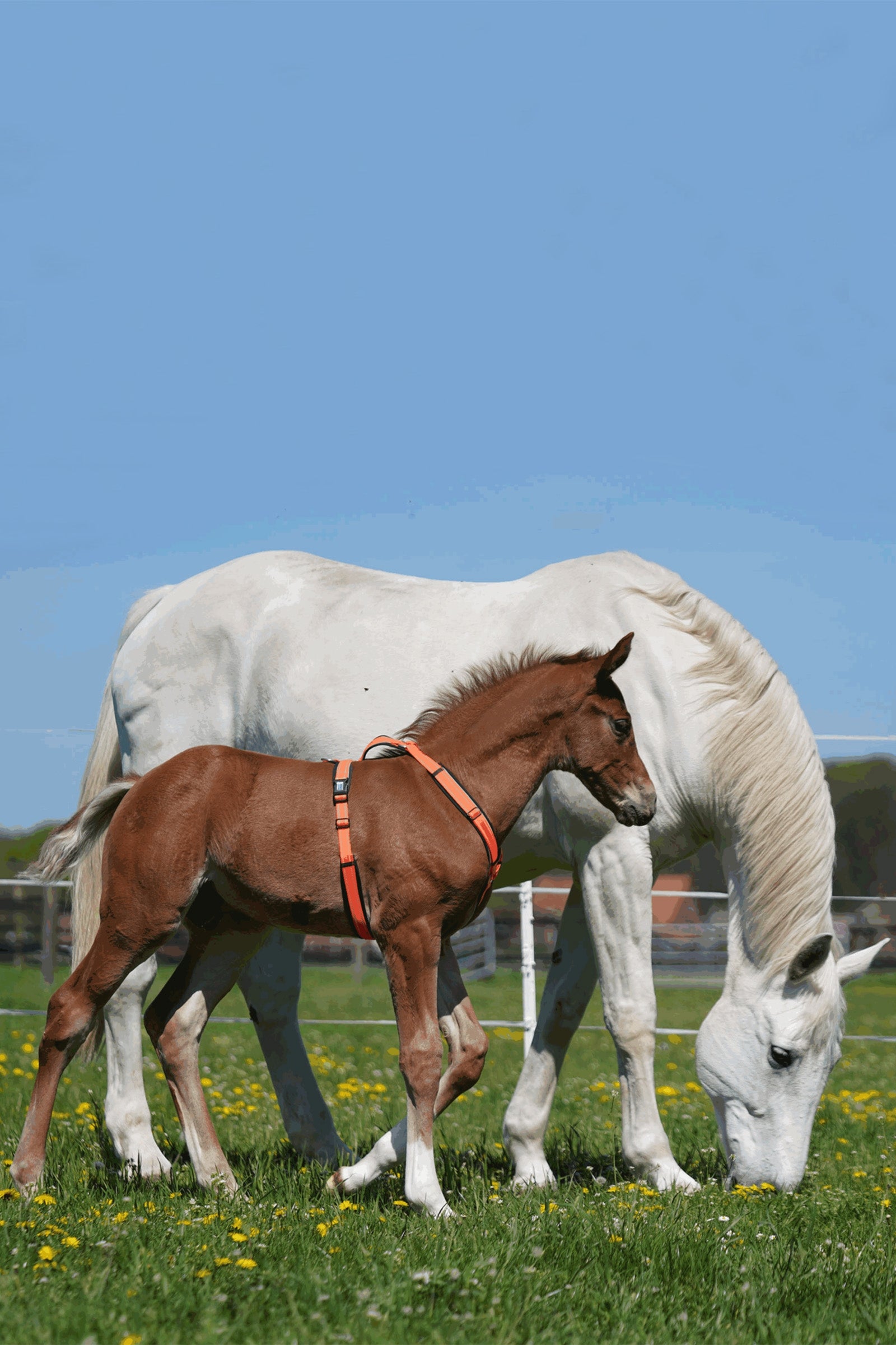 Sprenger Foal Harness Halters & Leads