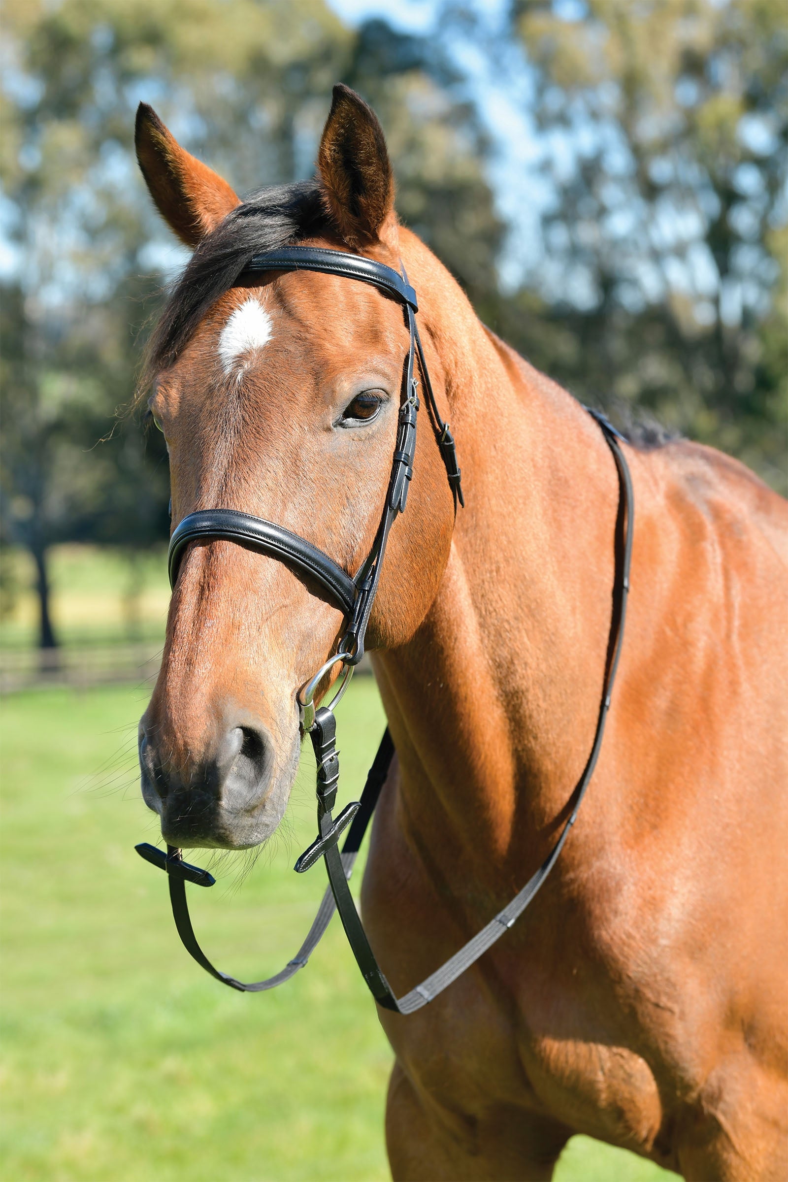 Kincade Classic perinteinen korotettu englantilainen turpahihnallinen suitsi ohjilla Juoksutus & ohjasajo