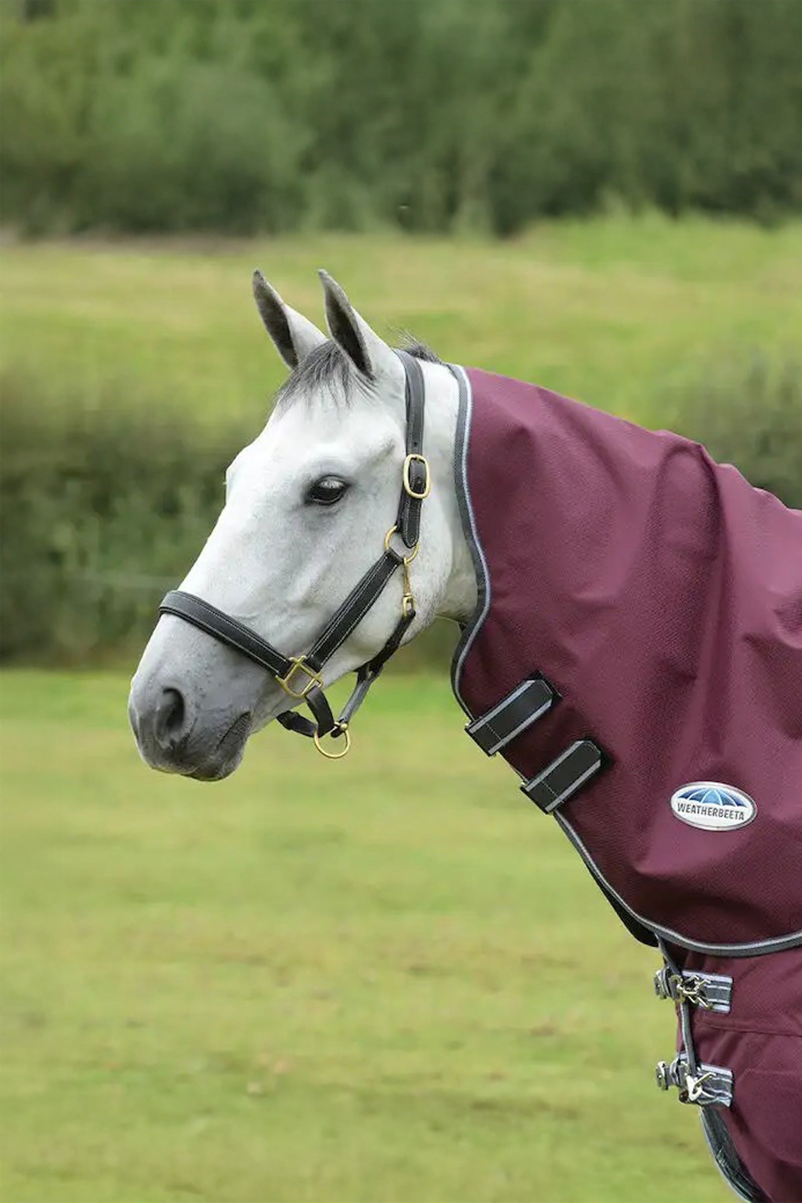 Weatherbeeta Comfitec Plus Dynamic II Medium/Lite Kaulakappale, 100g Loimet