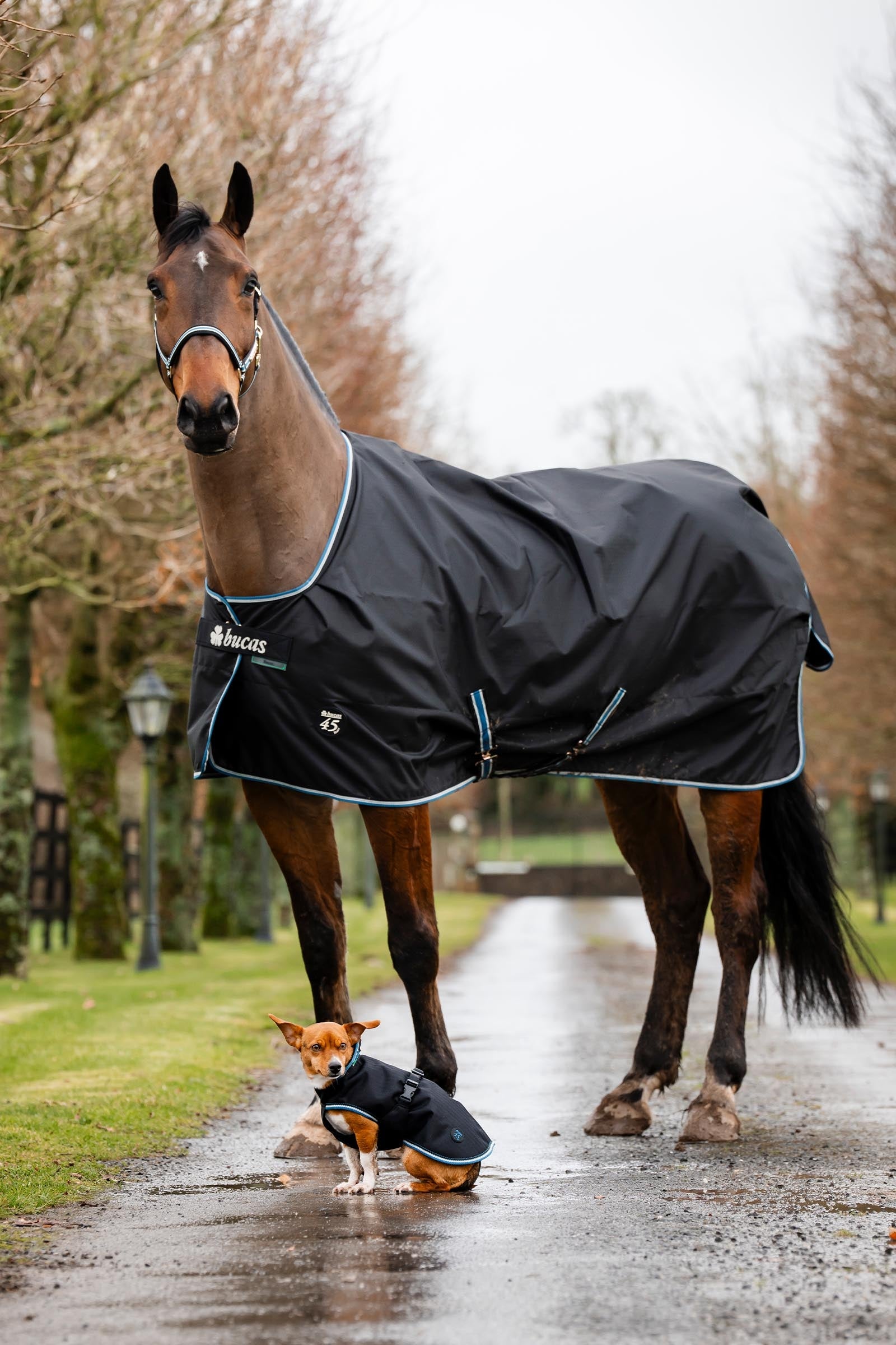 Bucas Anniversary Light SD Turnout Rug, 150g Horse Rugs