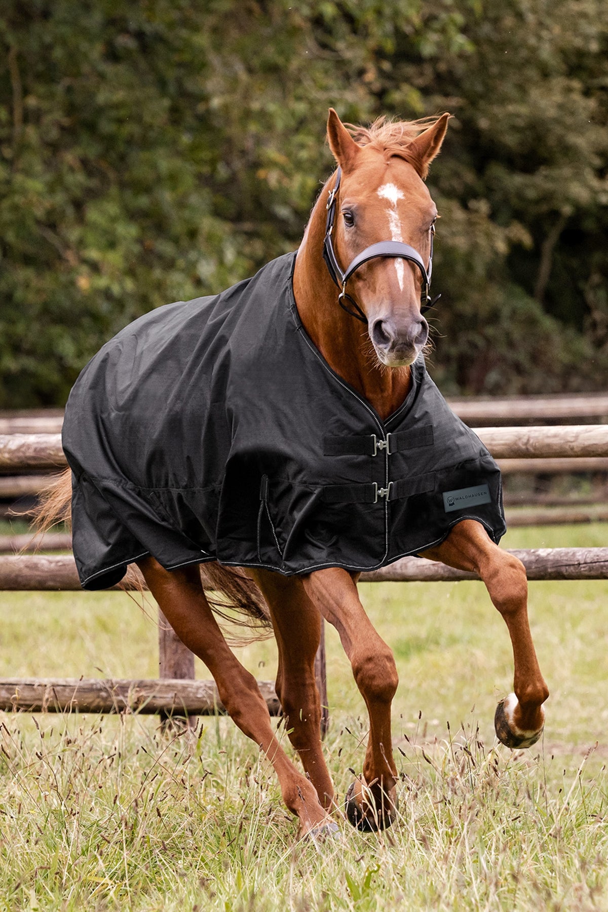 Waldhausen NORDIC 600D Outdoor Rug, 100 g Horse Rugs