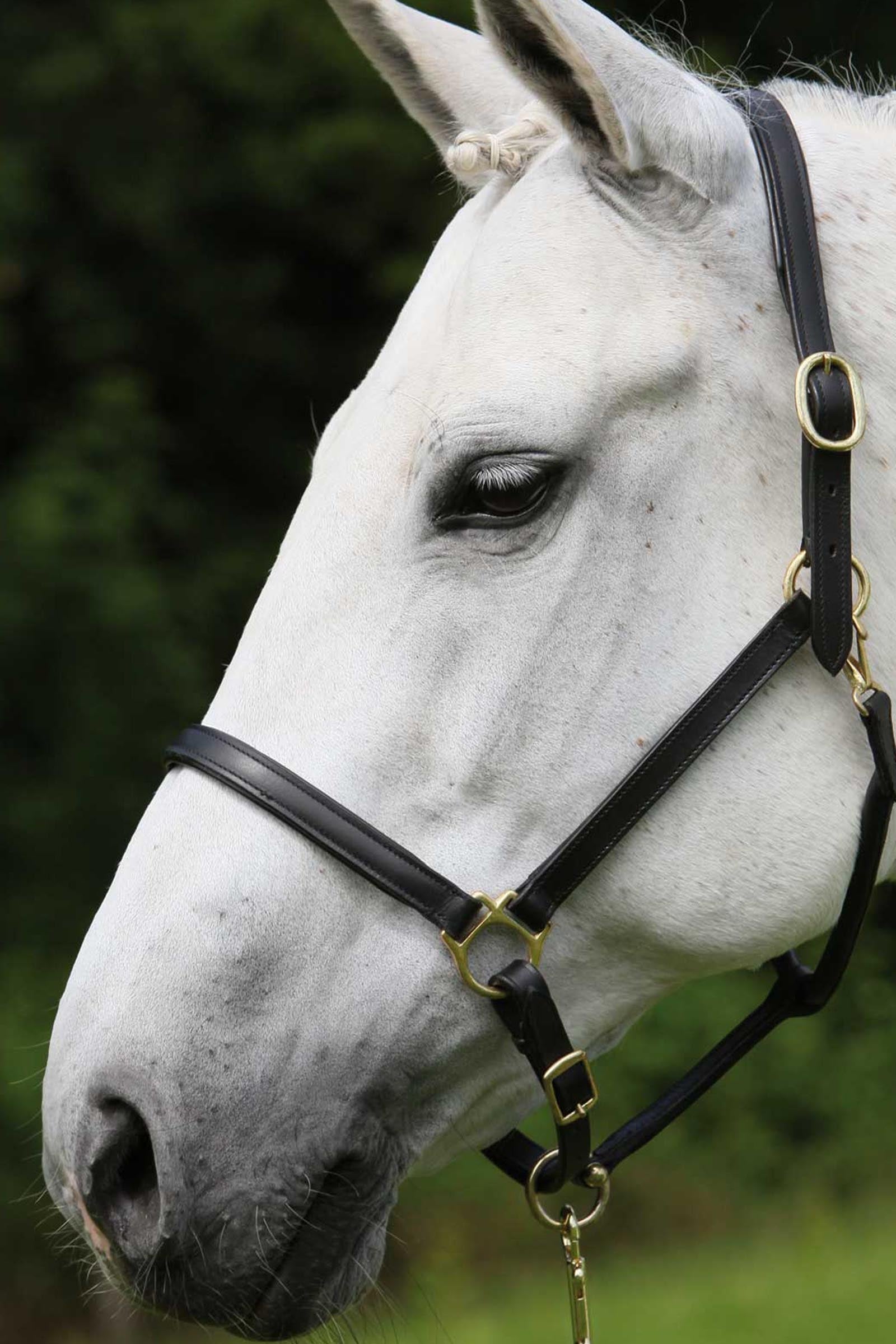 Star Robus Leather Halter Halters & Leads
