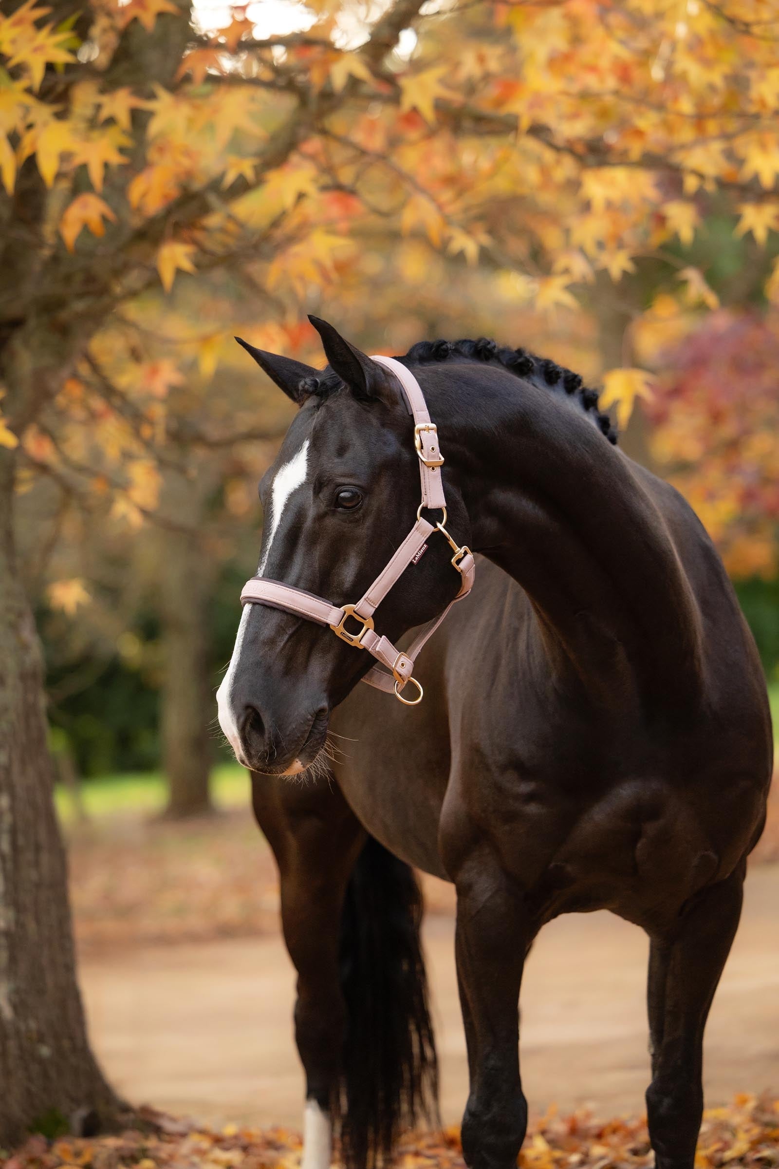 LeMieux Essence Headcollar Halters & Leads