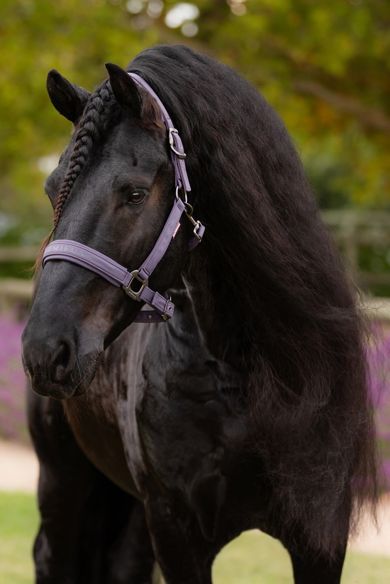 LeMieux Essence Headcollar Halters & Leads