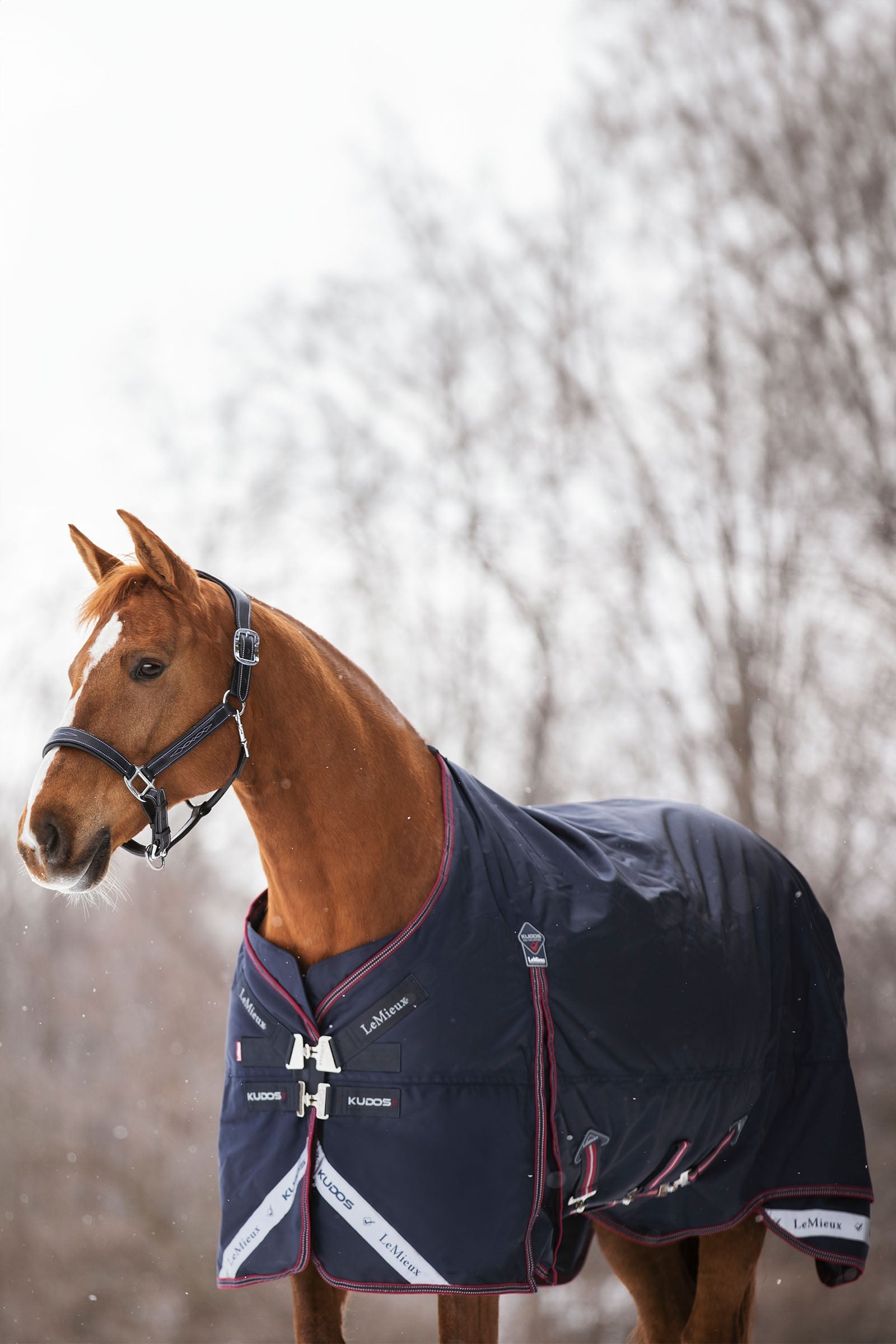 LeMieux Kudos Turnout Rug, 350 g Horse Rugs
