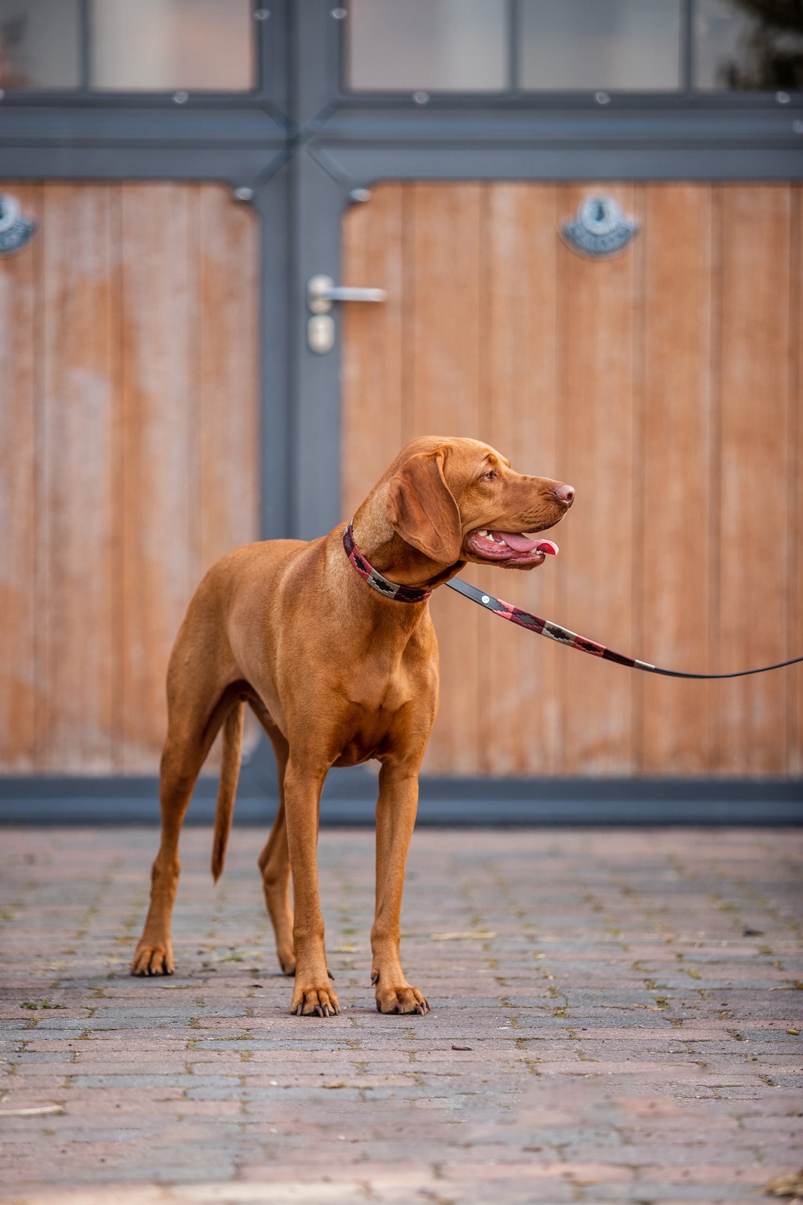 Horze Polo Dog Leash Dog Accesories