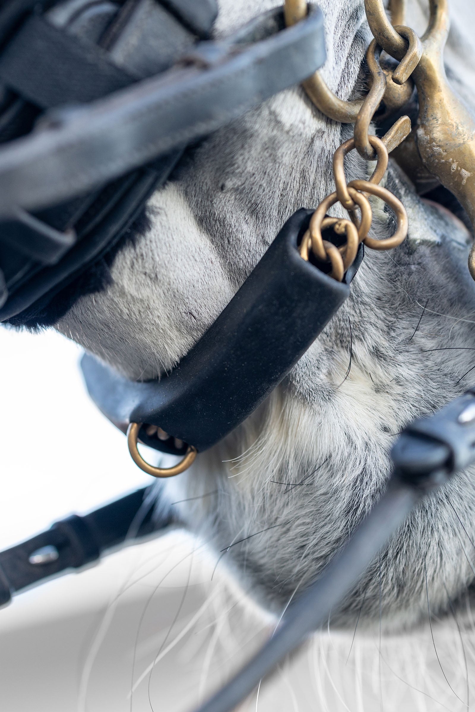 LeMieux Curb Chain Guard Horse Bits