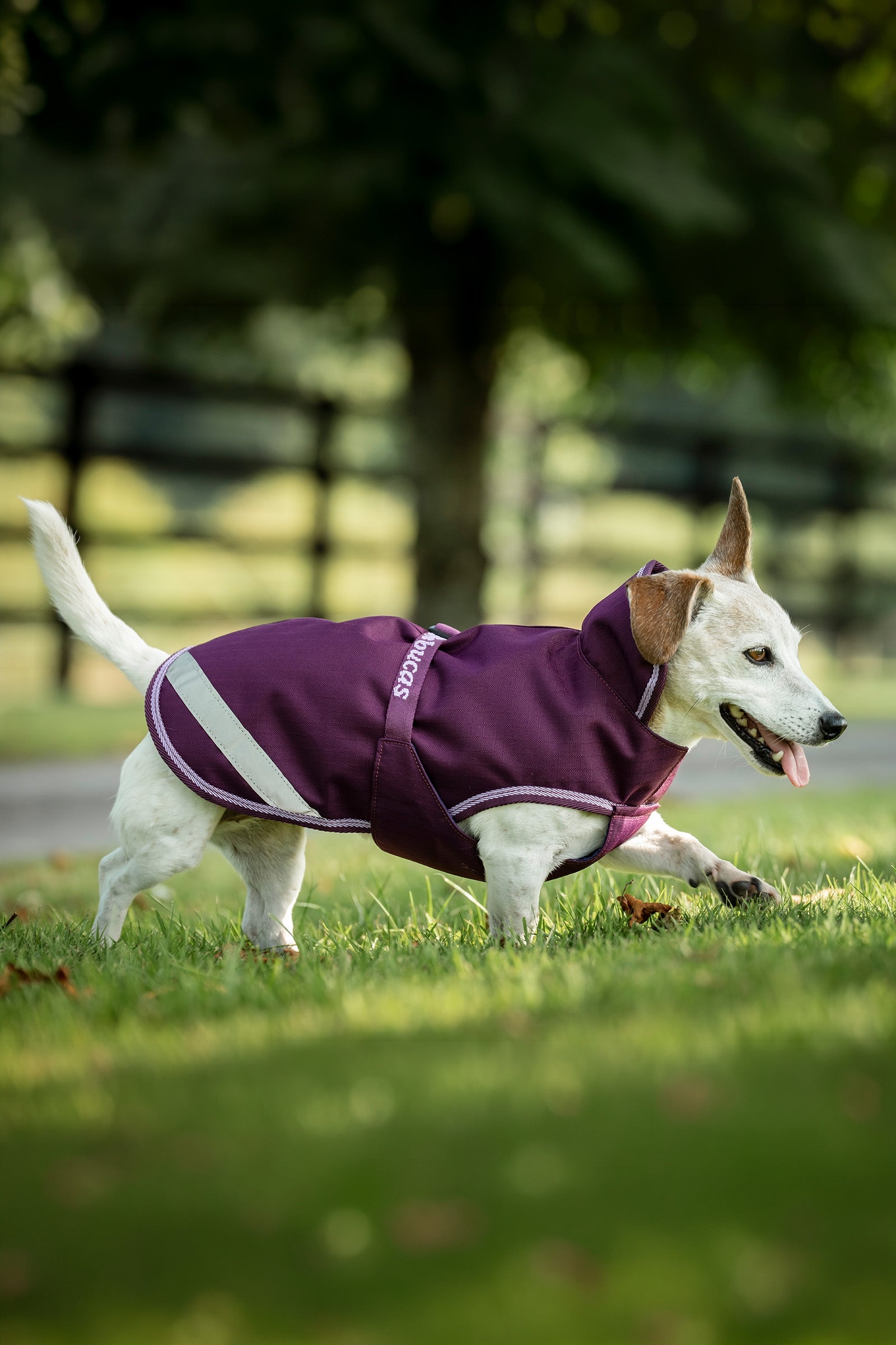 Bucas Freedom Dog Rug, 150g (50-85 cm) Dog Accesories