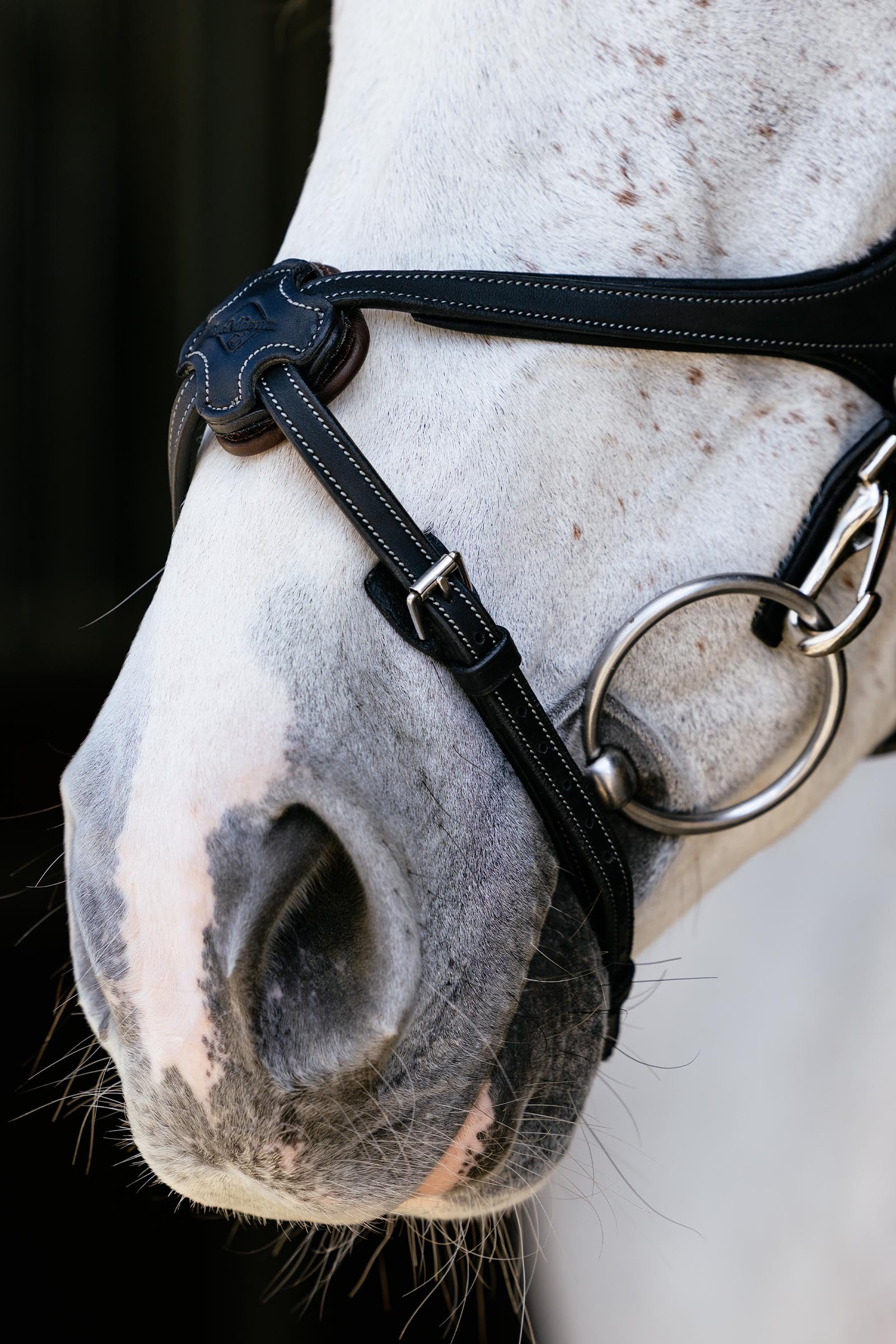 LeMieux Kudos Grackle Work Bridle Bridles & Reins