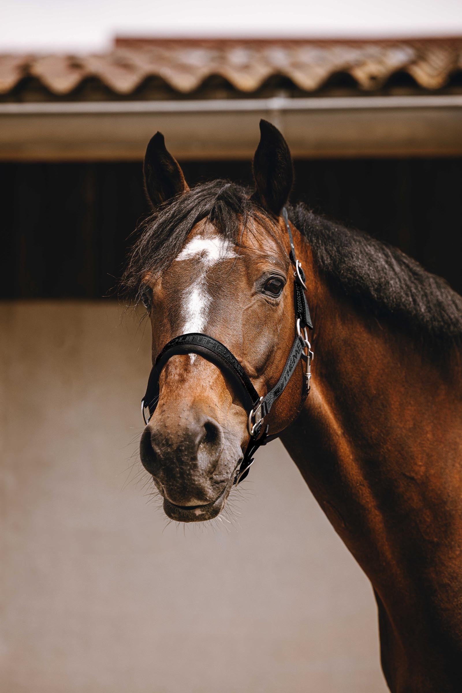 Equi Theme EQUITHÈME Jacquard Nylon Halter Halters & Leads