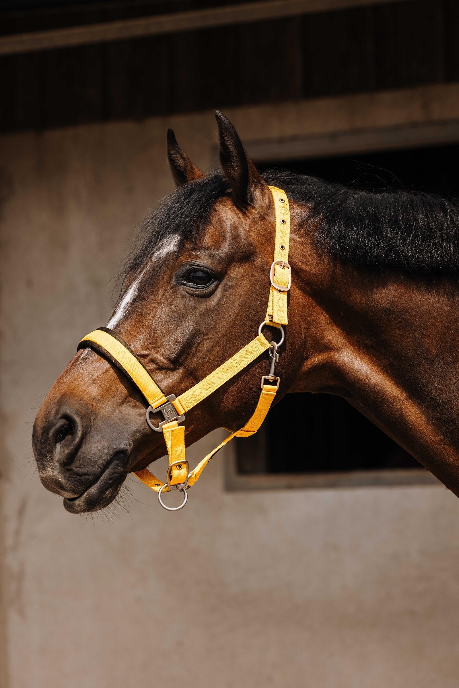 Equi Theme EQUITHÈME Jacquard Nylon Halter Halters & Leads