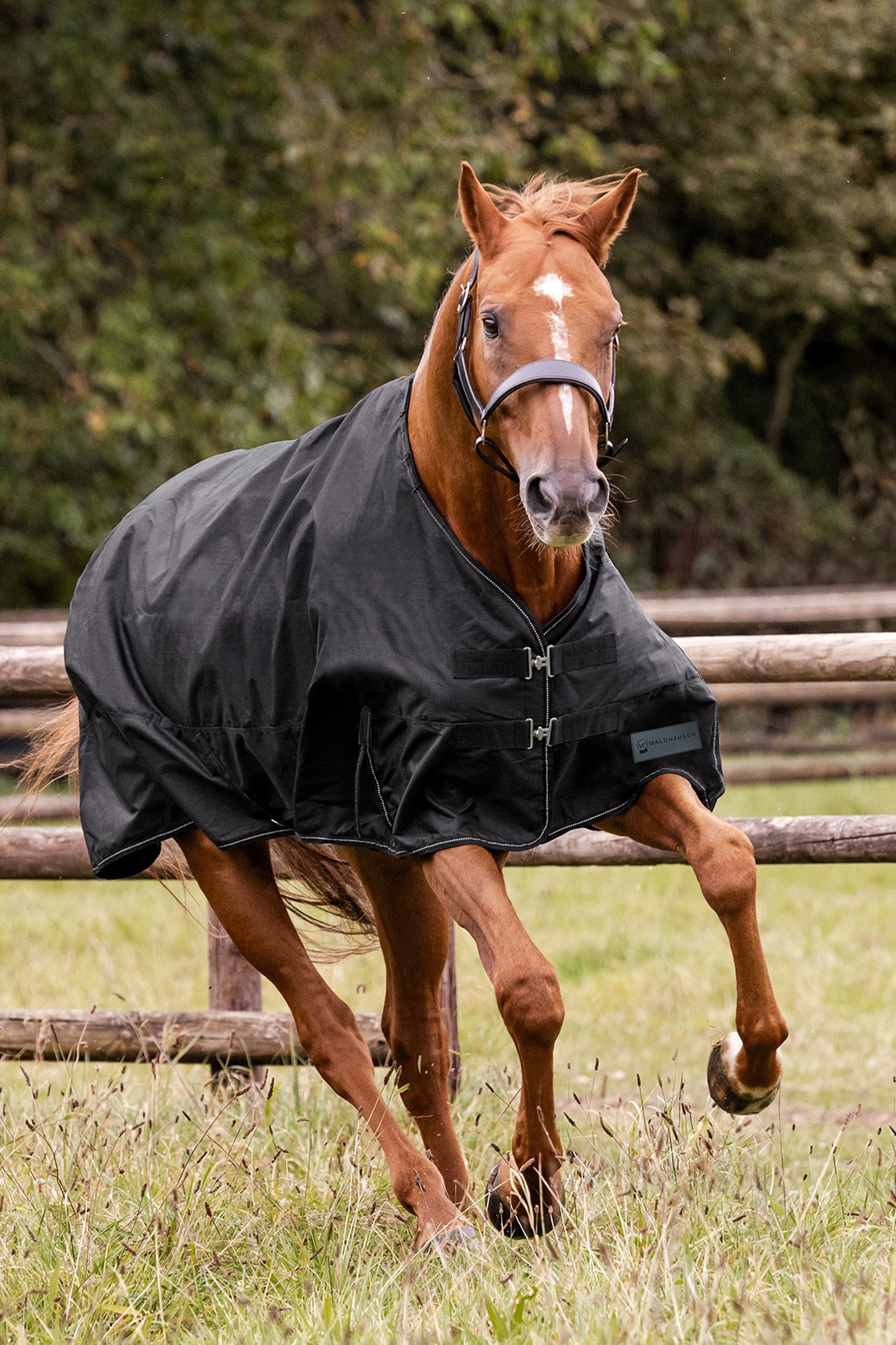 Waldhausen NORDIC 600D Outdoor Rug, 50 g Horse Rugs