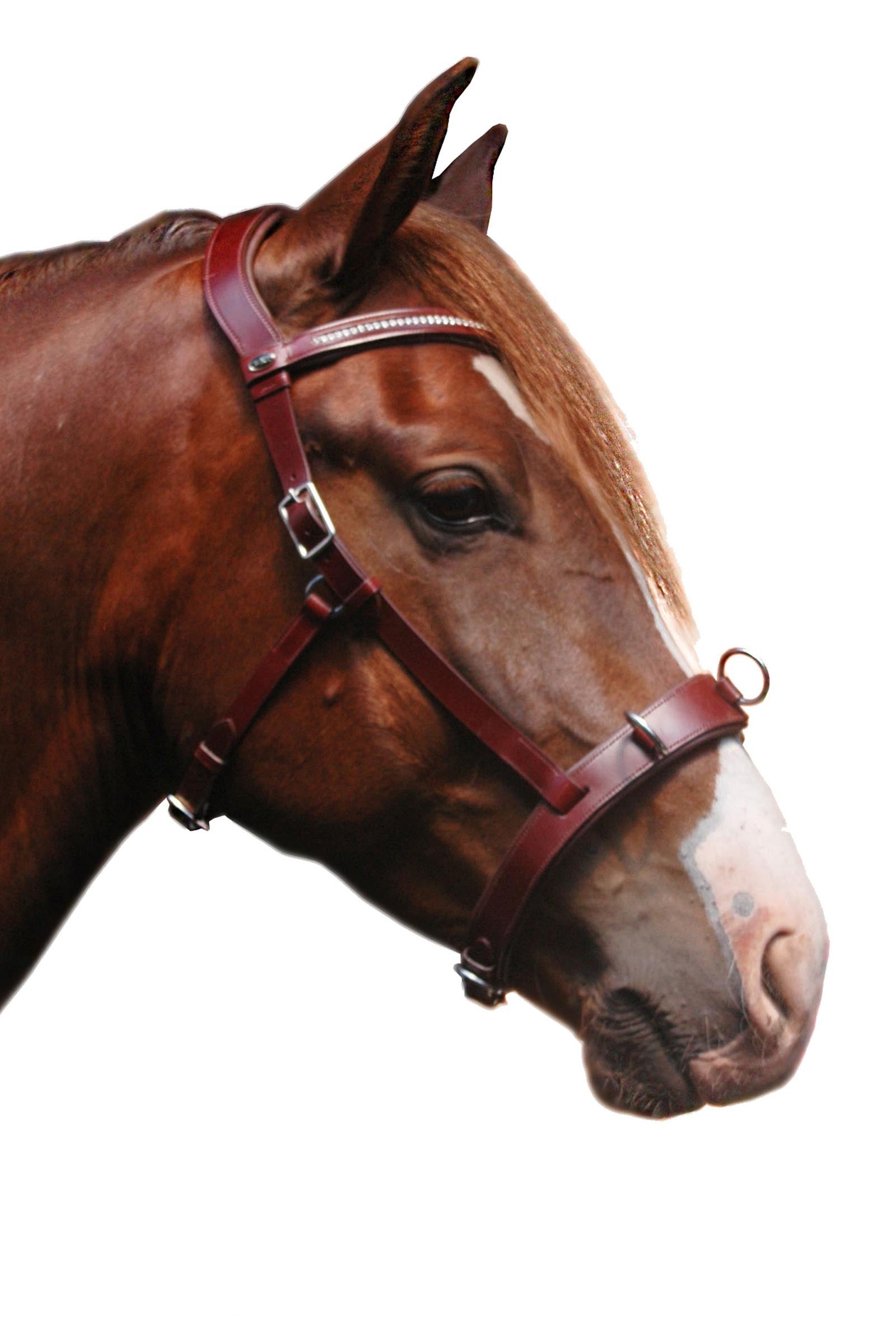 F.R.A. Freedom Riding Articles Wendy B Cavesson, Bitless Bridle, Leather Reins w/ Clip Bridles & Reins