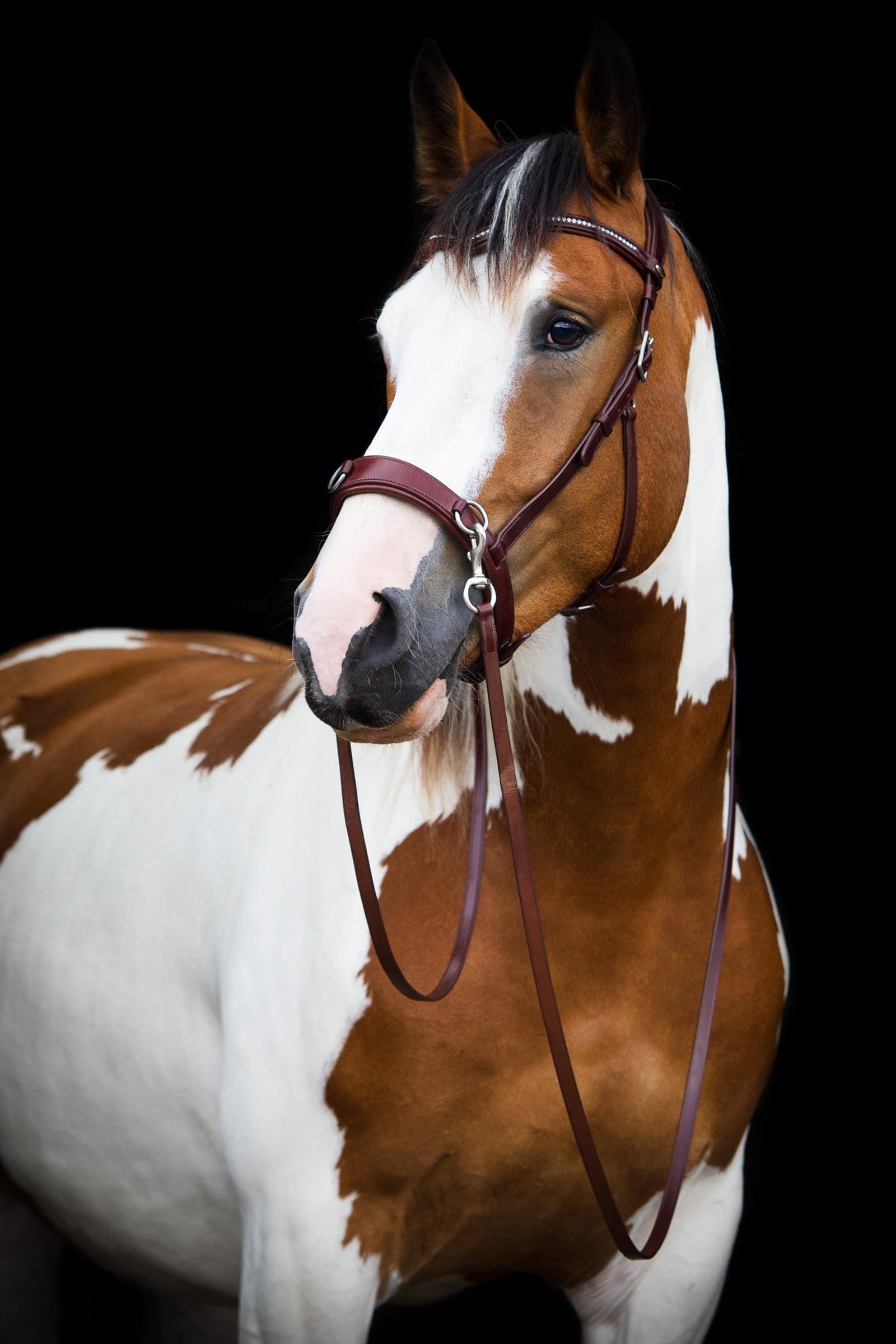 F.R.A. Freedom Riding Articles Wendy B Cavesson, Bitless Bridle, Leather Reins w/ Clip Bridles & Reins