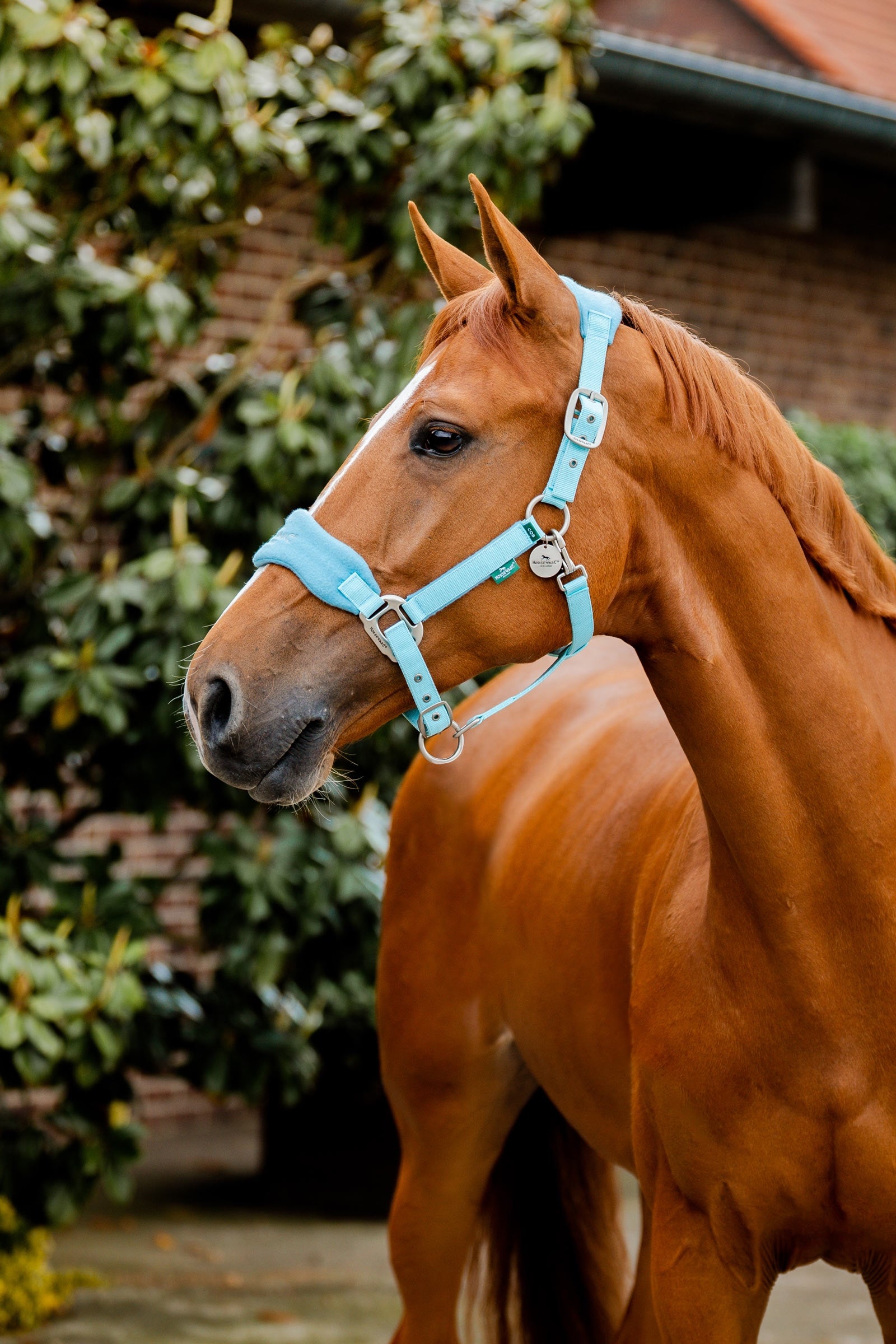 Horseware Signature Hoitopäätyö Riimut & riimunnarut