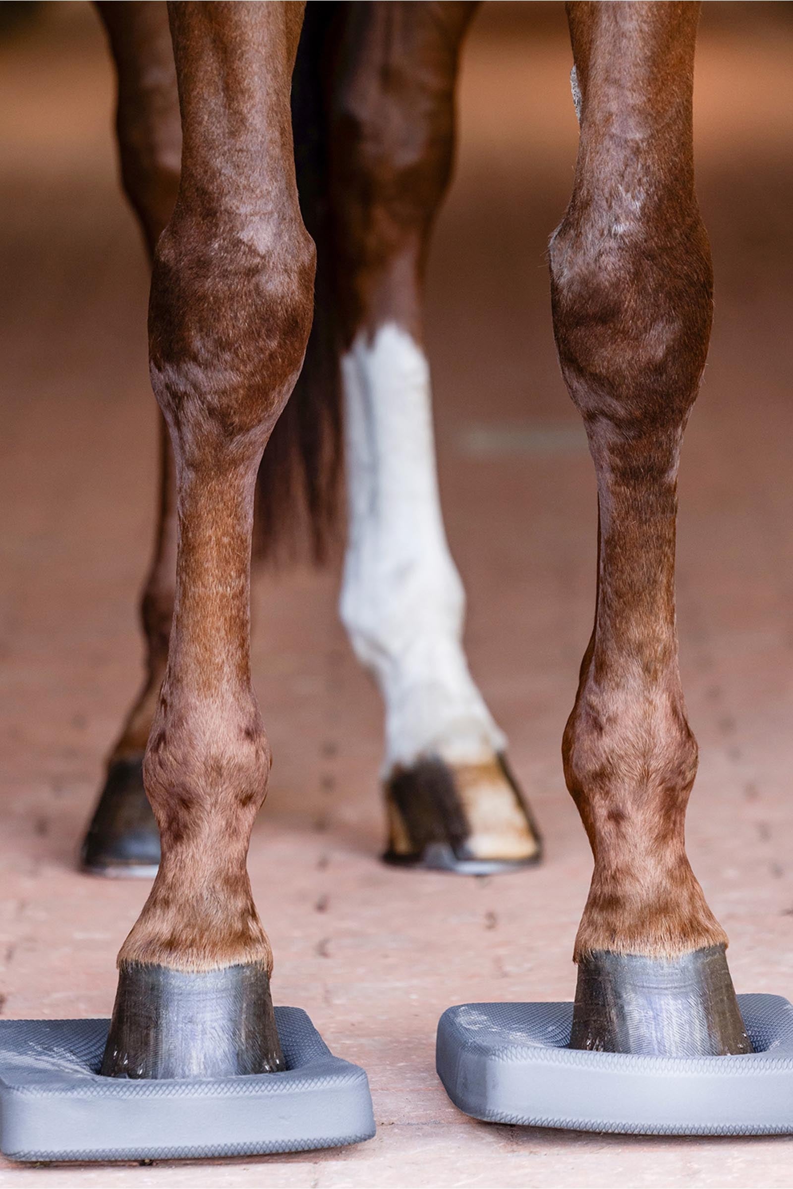 Waldhausen Health + Care Balance Pads Leg Protection & Hoof Protection for Horses