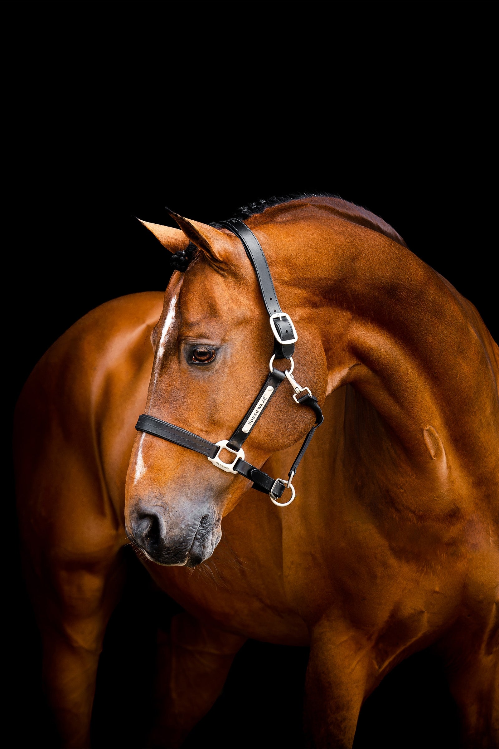 Horseware Signature nahkainen halter Riimut & riimunnarut